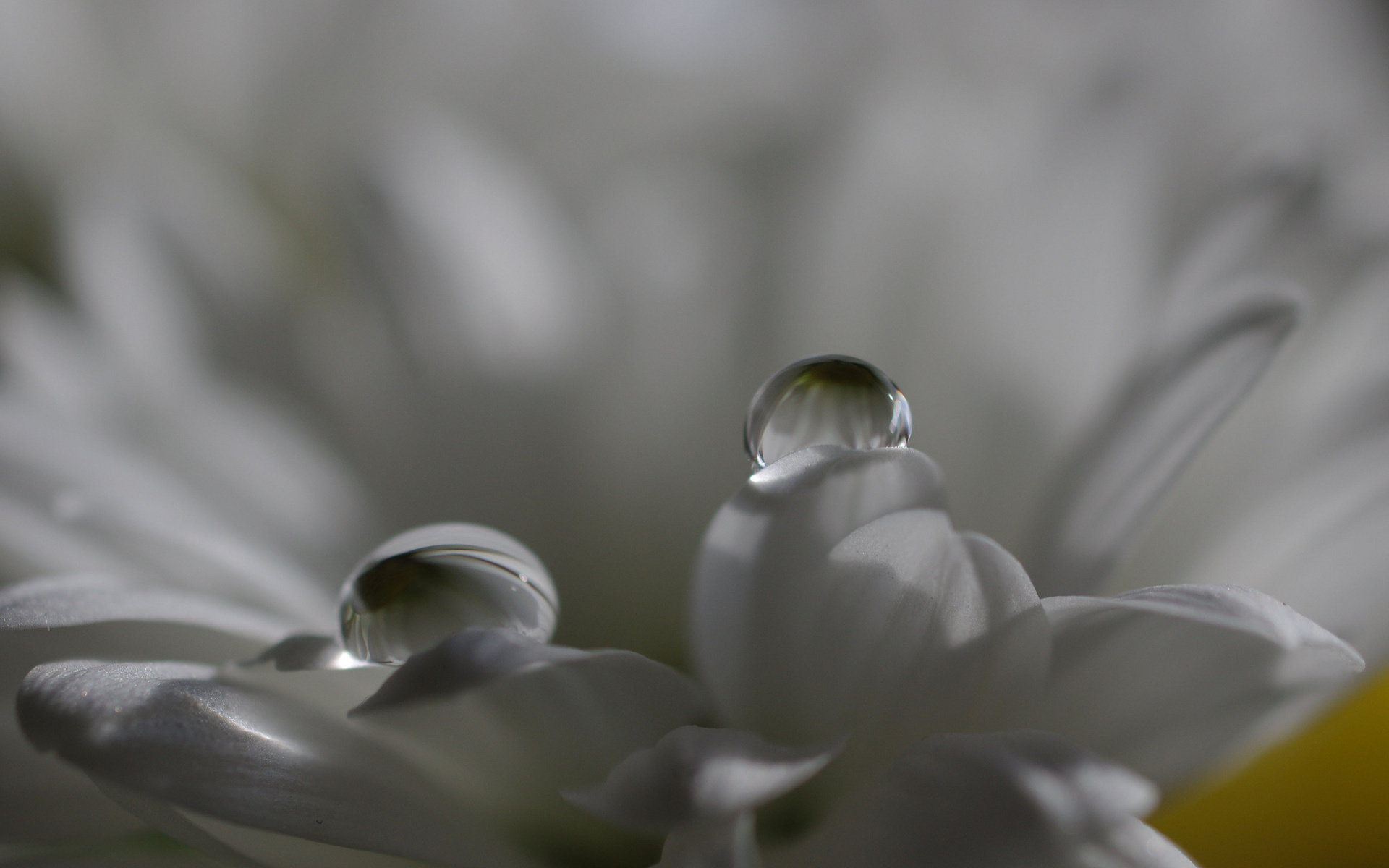 Фото бесплатно цветок, лепестки, белые