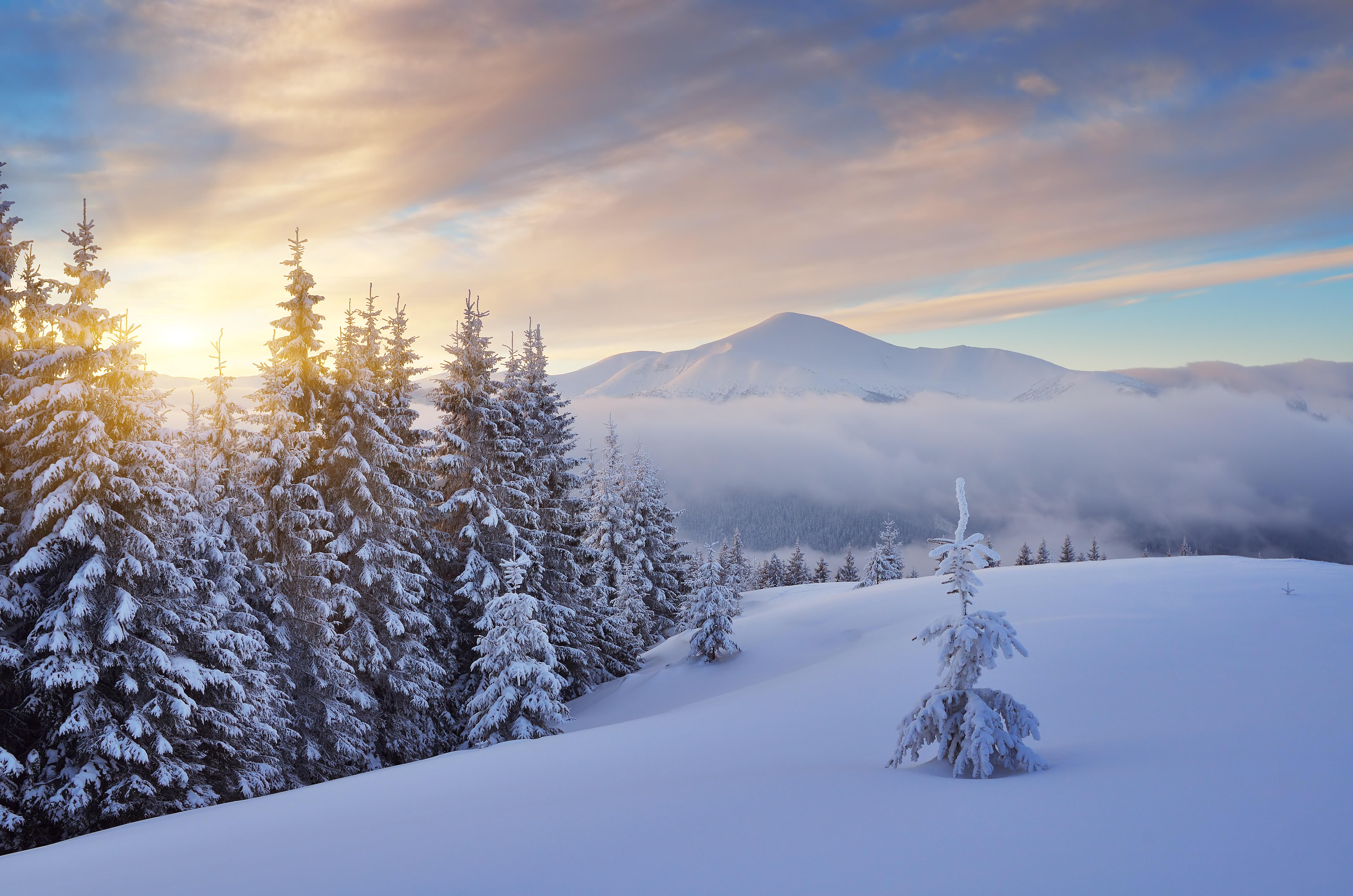 Фото бесплатно ветки в снегу, деревья, снег