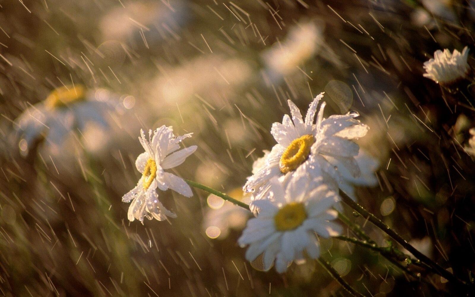桌面上的壁纸雏菊 下降 雨水