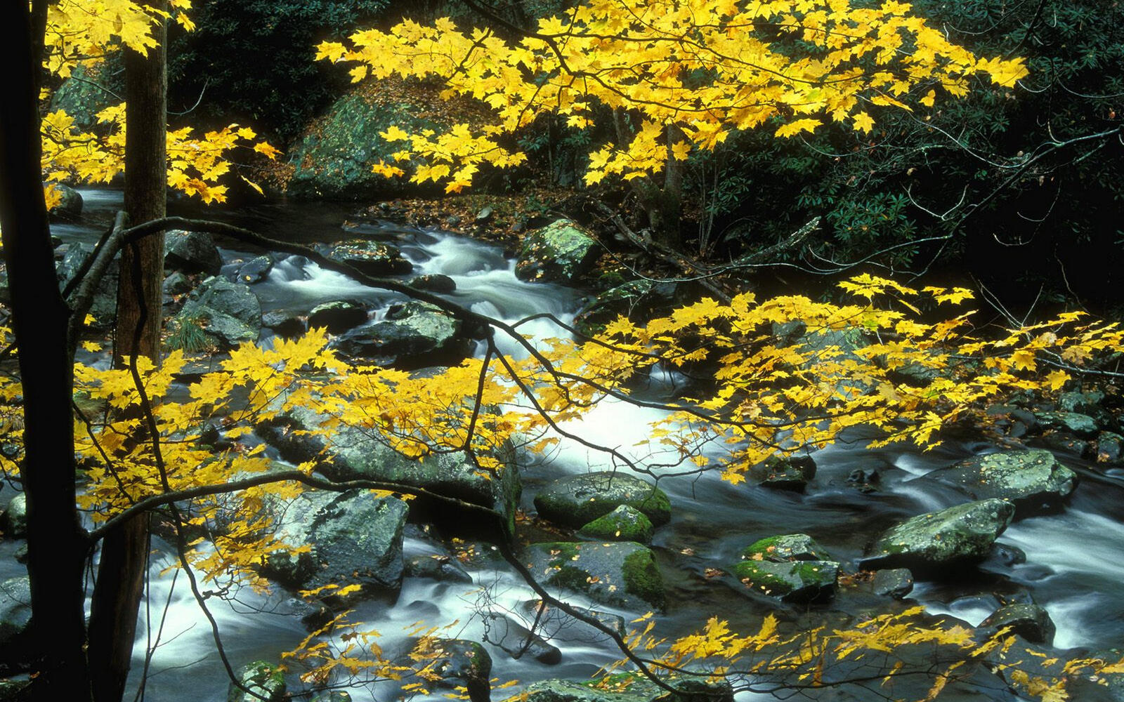 Wallpapers stream yellow foliage on the desktop
