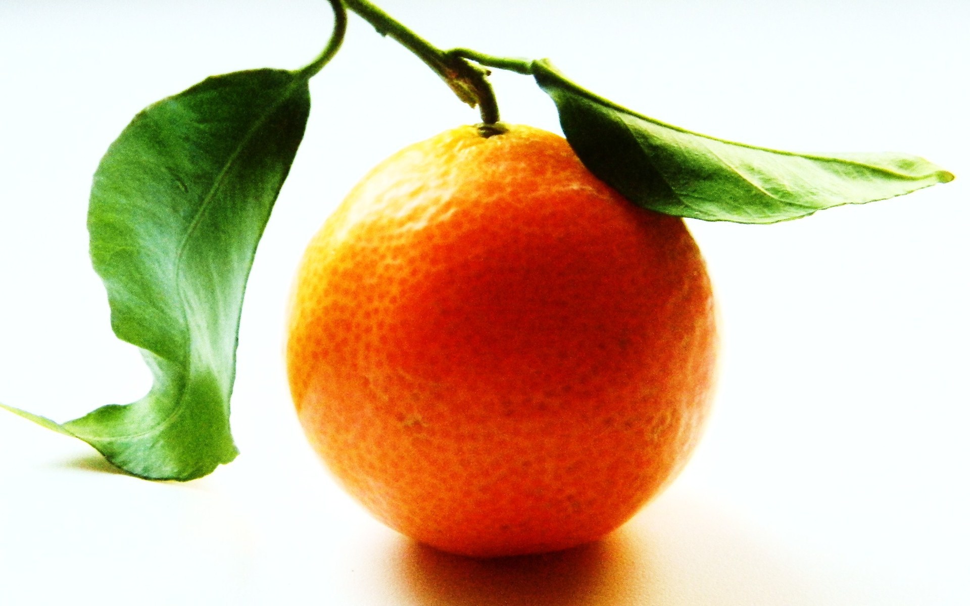 Wallpapers fruit orange branch on the desktop