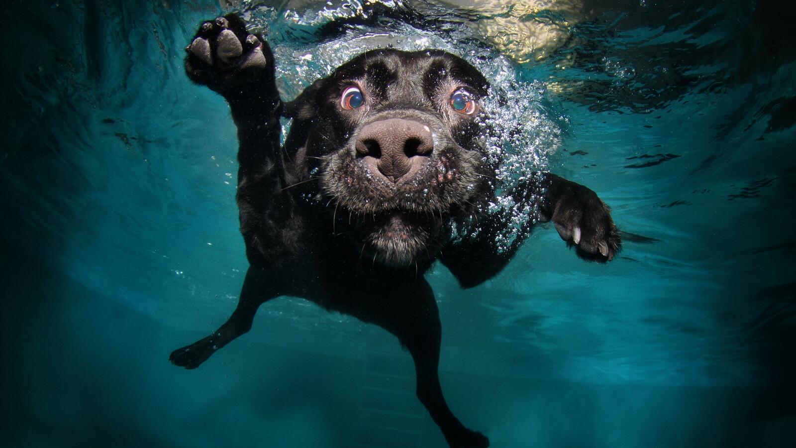Wallpapers dog dives water on the desktop