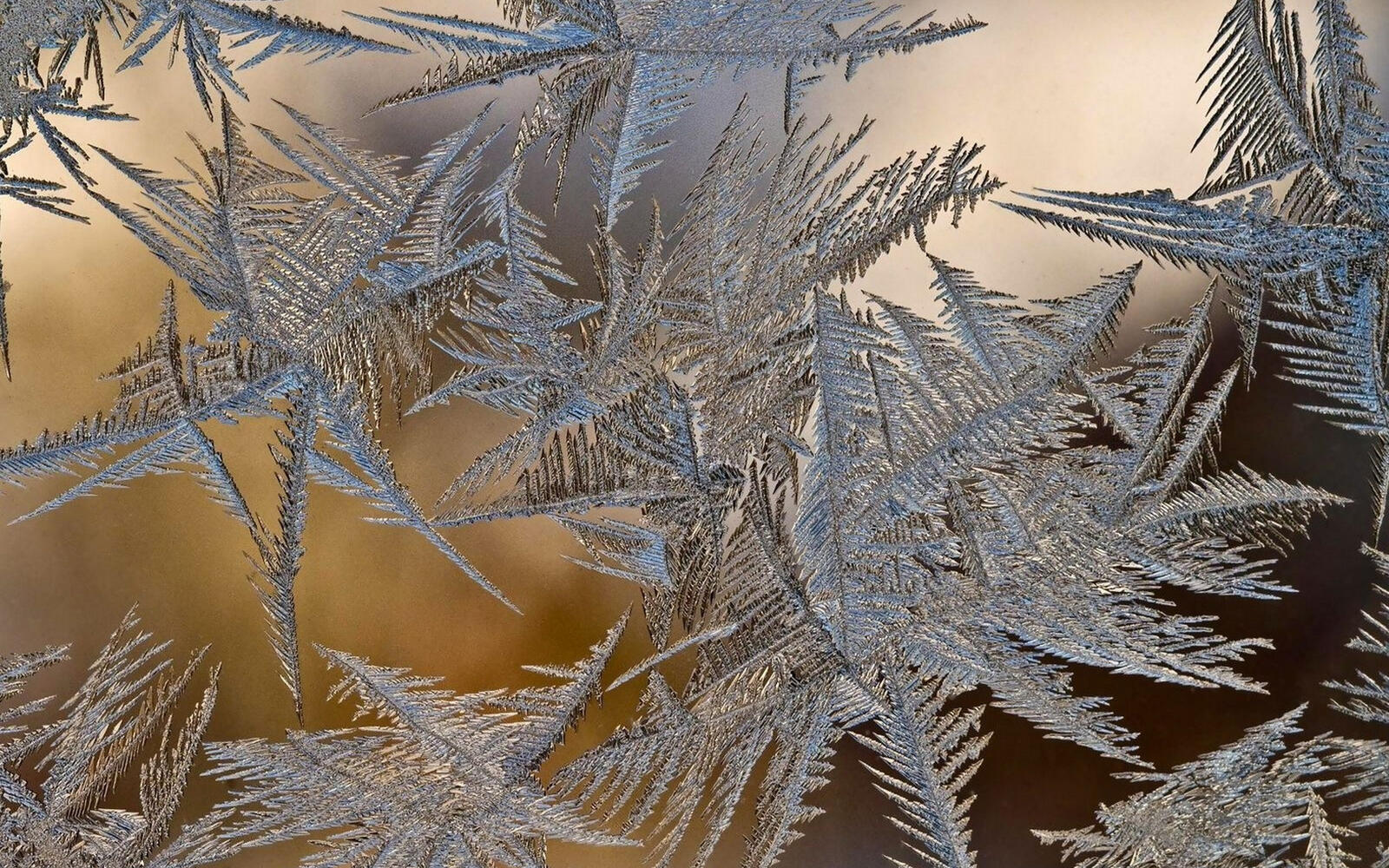 Wallpapers snowflakes ice structure on the desktop