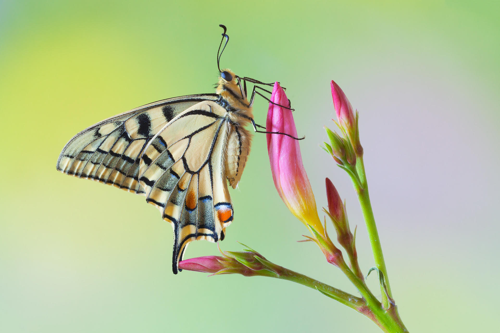 Wallpapers flower Papilio machaon butterfly on the desktop