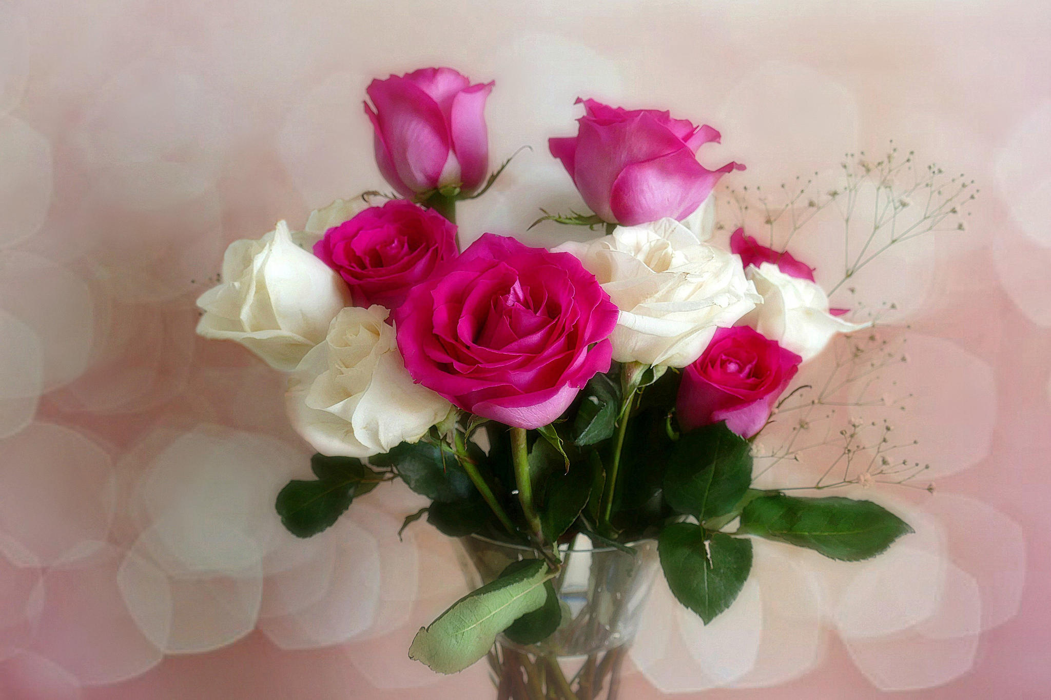 桌面上的壁纸白玫瑰 粉红玫瑰 玫瑰