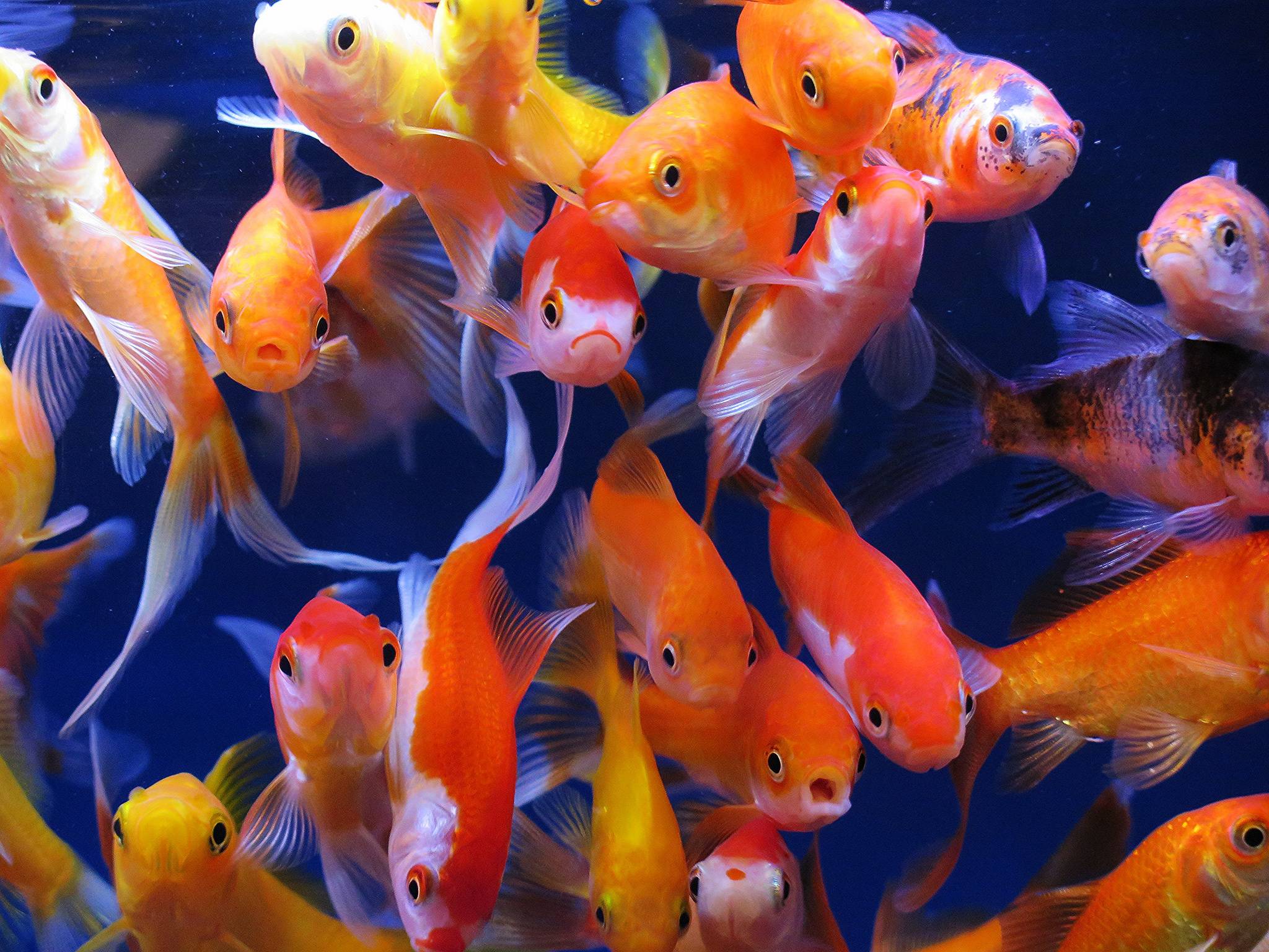 Wallpapers aquarium fish aquarium gold fish underwater world on the desktop