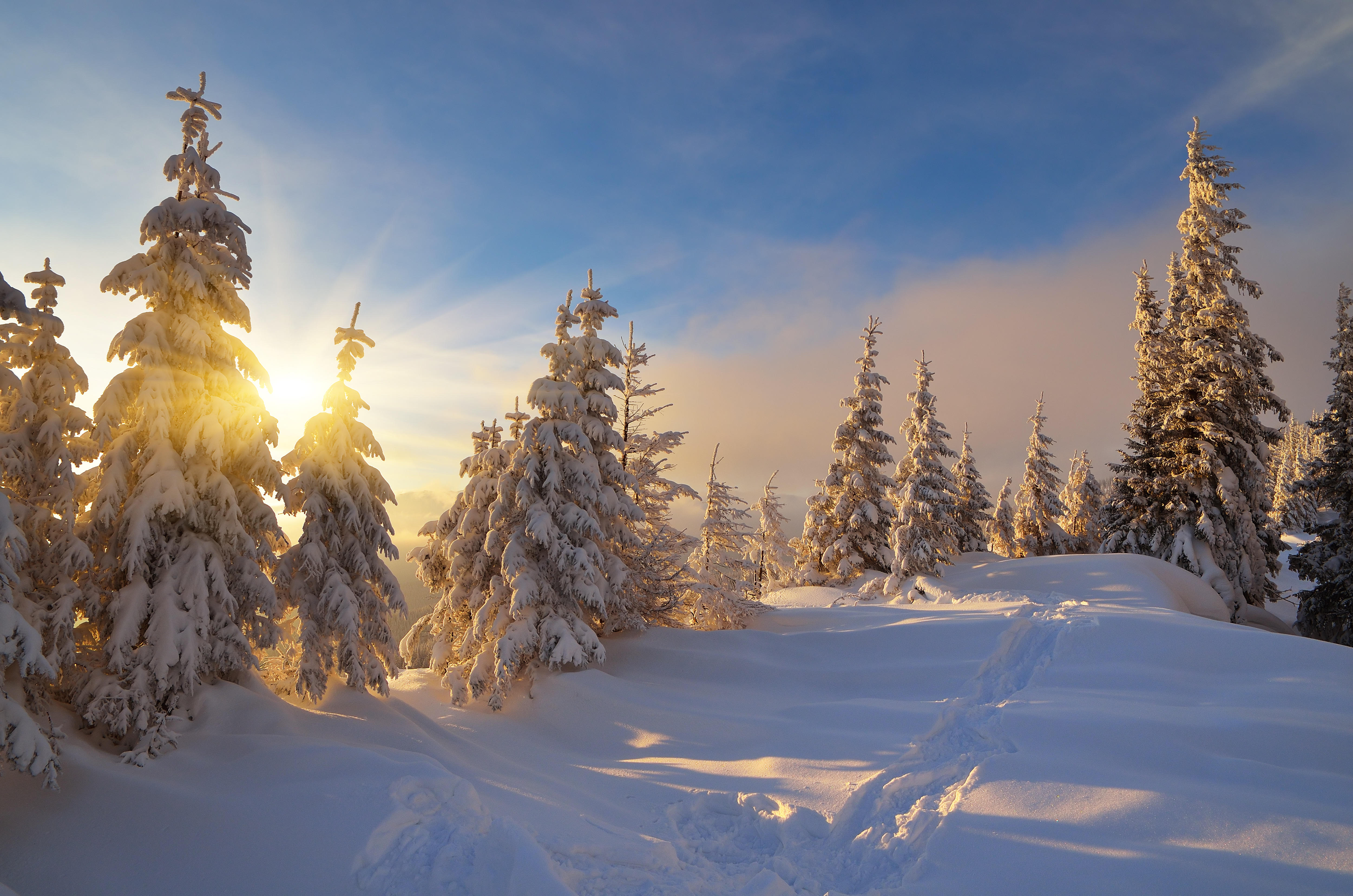 Фото бесплатно ветки в снегу, снег, пейзаж