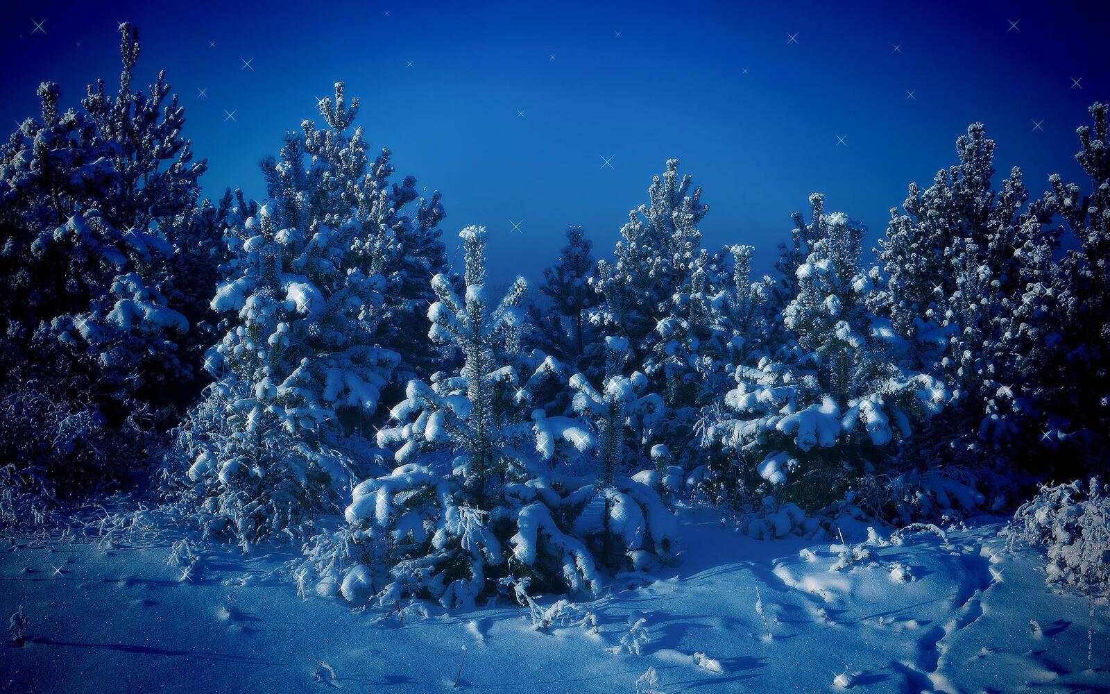 Wallpapers winter trees snow drifts on the desktop