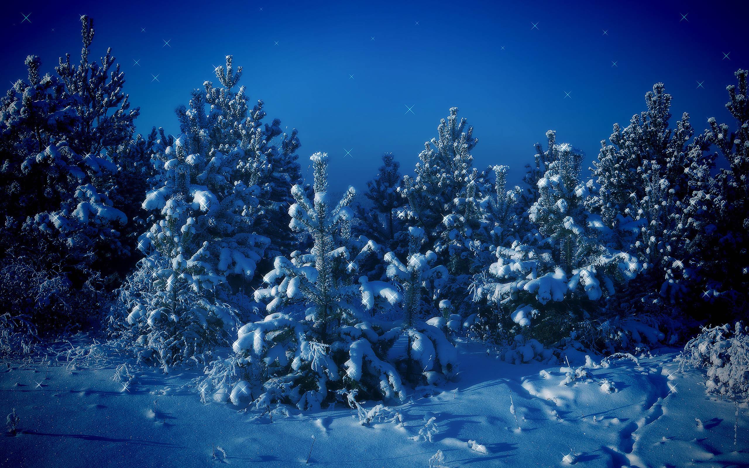Wallpapers winter trees snow drifts on the desktop
