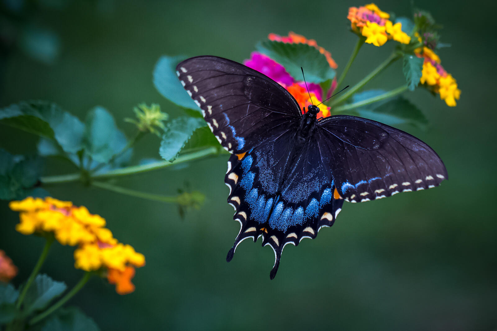 Wallpapers insects butterfly wildflowers on the desktop