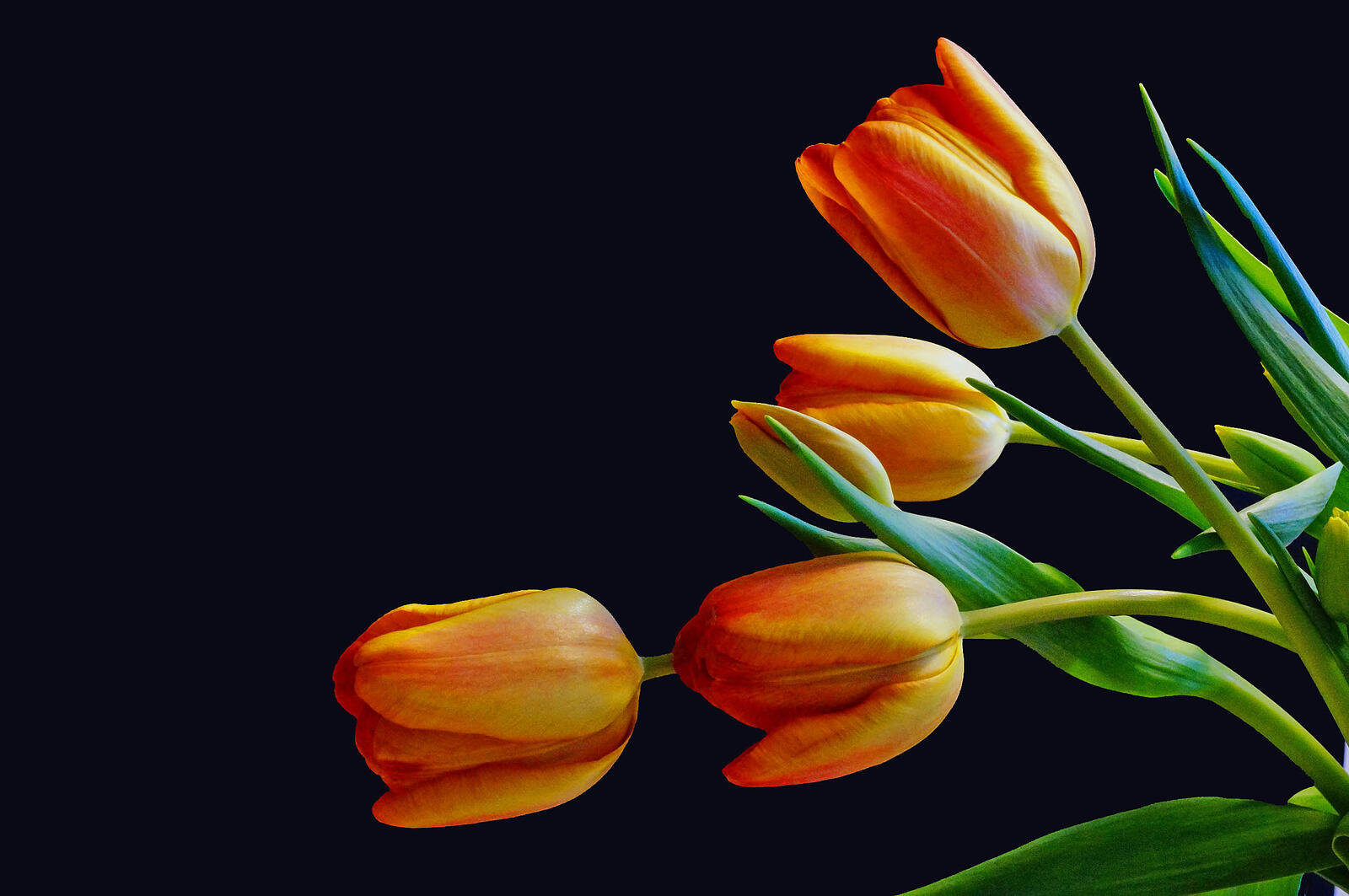 Wallpapers tulips tulip tulip bouquet on the desktop