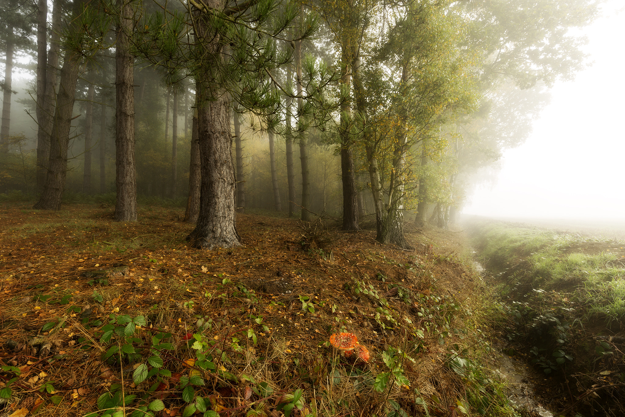 Wallpapers bad visibility trees coniferous forest on the desktop