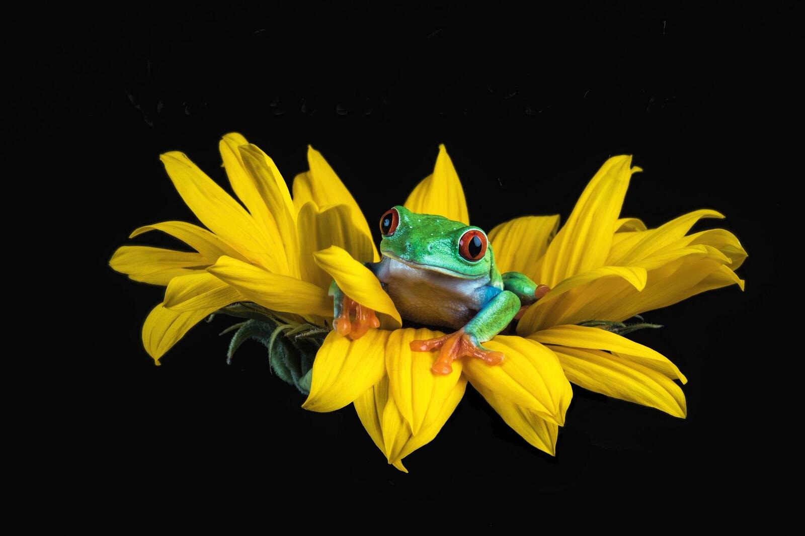 Wallpapers frog on a flower green yellow on the desktop