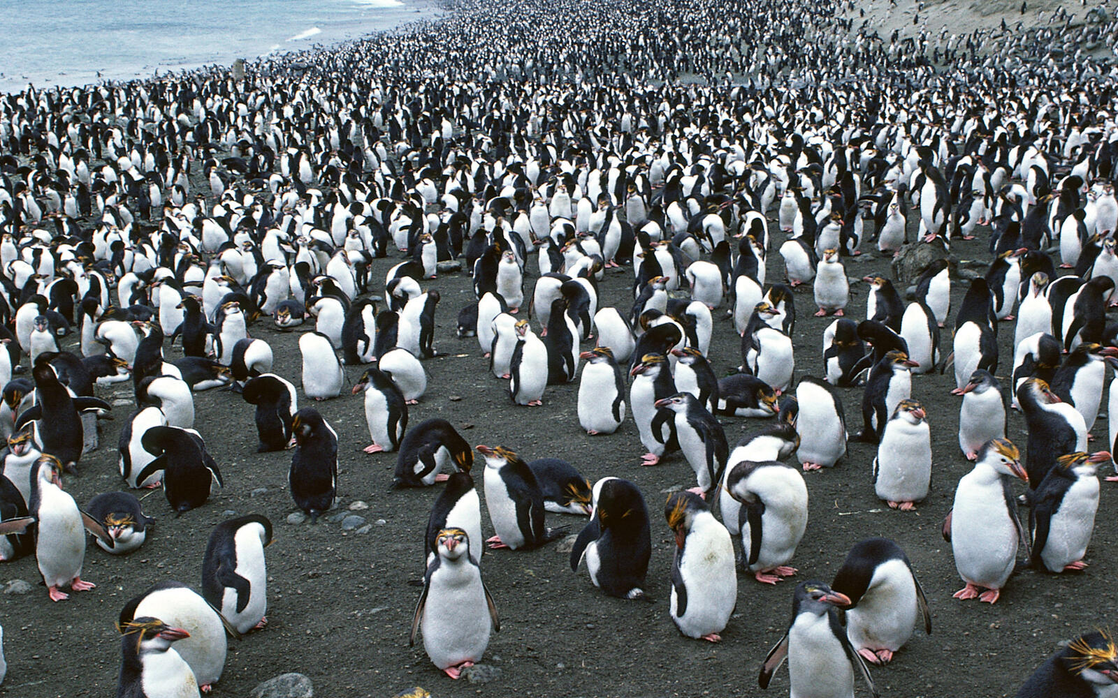 Обои море побережье пингвины на рабочий стол