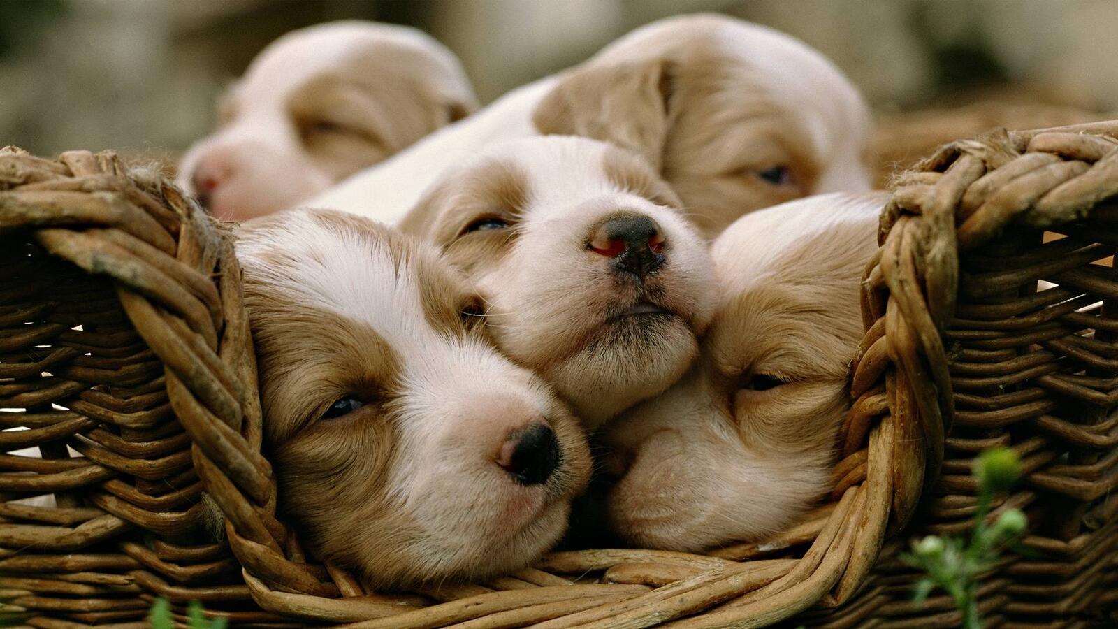 Wallpapers puppies in a basket small crumbs eyes on the desktop