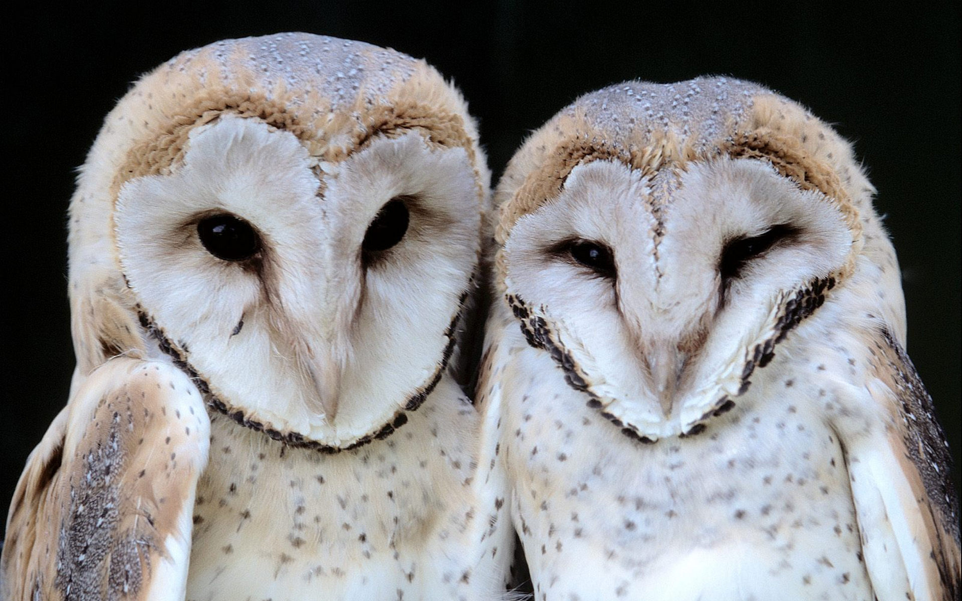 Wallpapers owls beaks eyes on the desktop