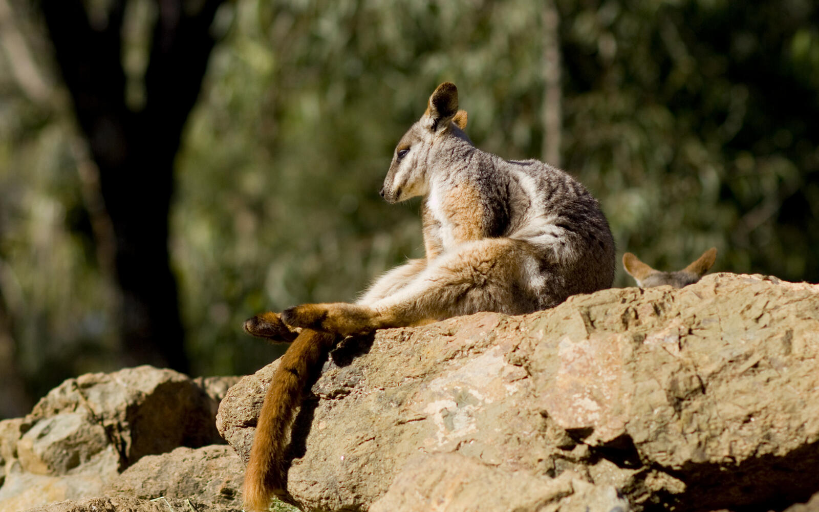Wallpapers kangaroo sits muzzle on the desktop