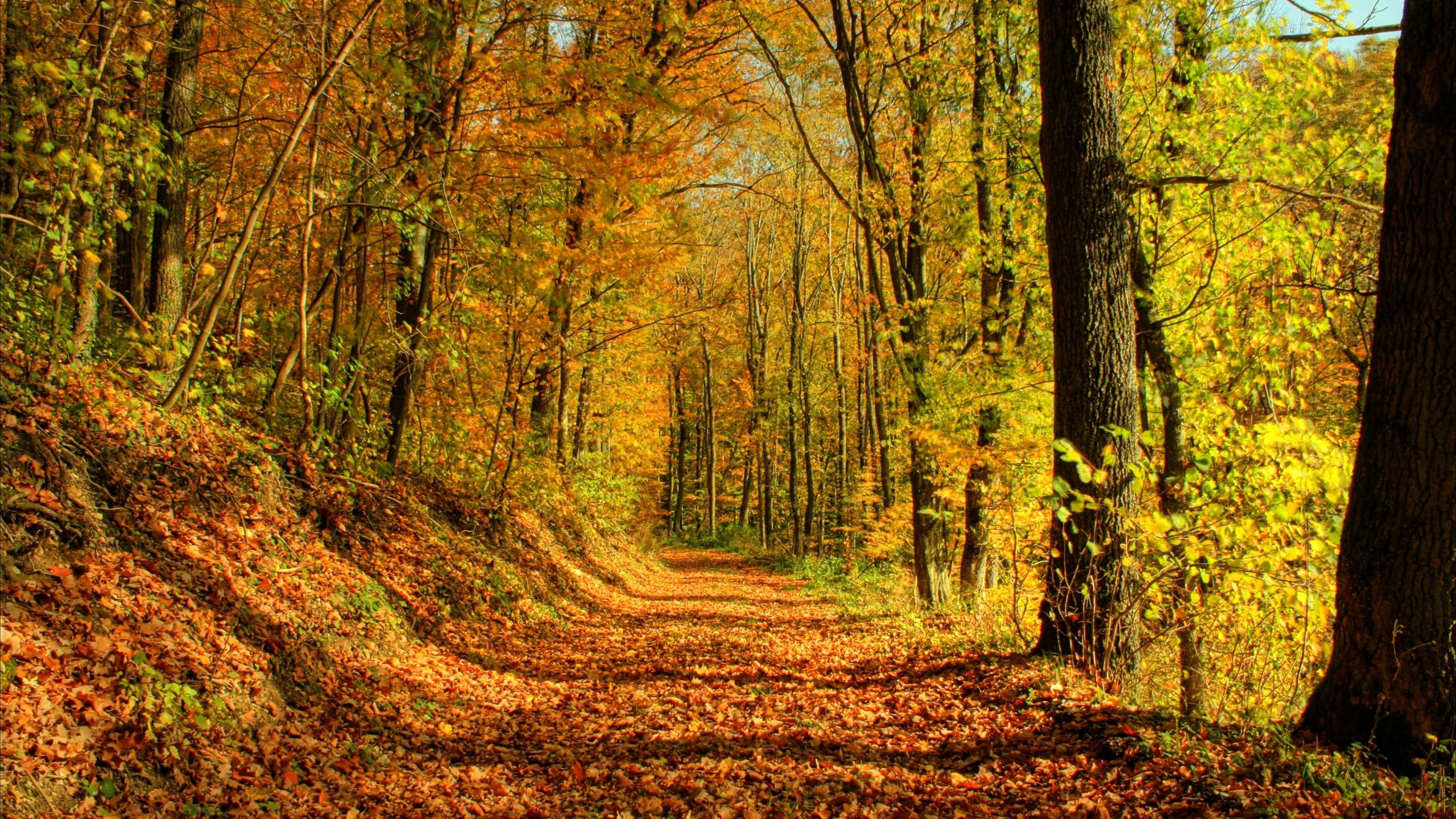 Wallpapers autumn road trees forest on the desktop