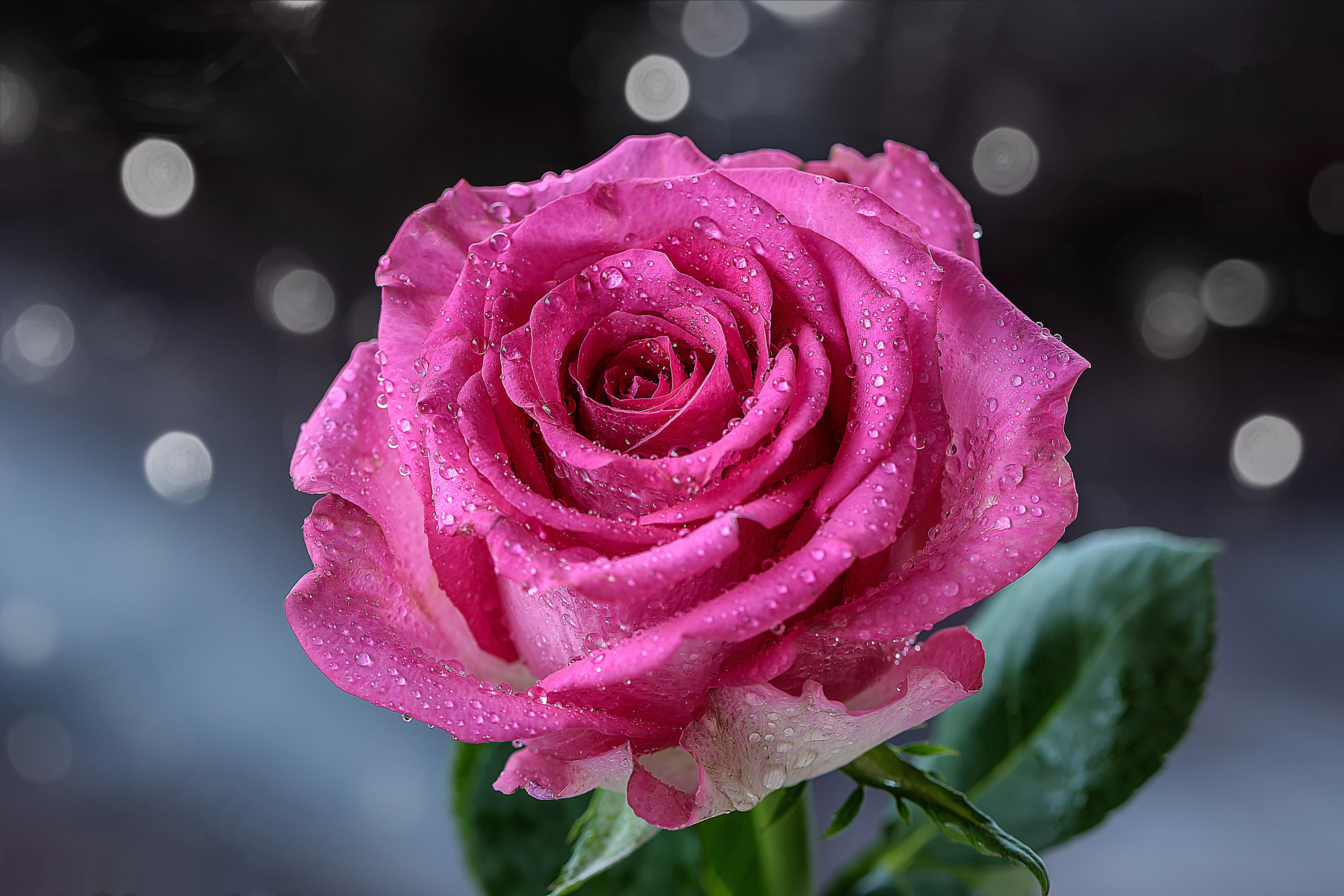 桌面上的壁纸雨滴 粉红玫瑰 玫瑰
