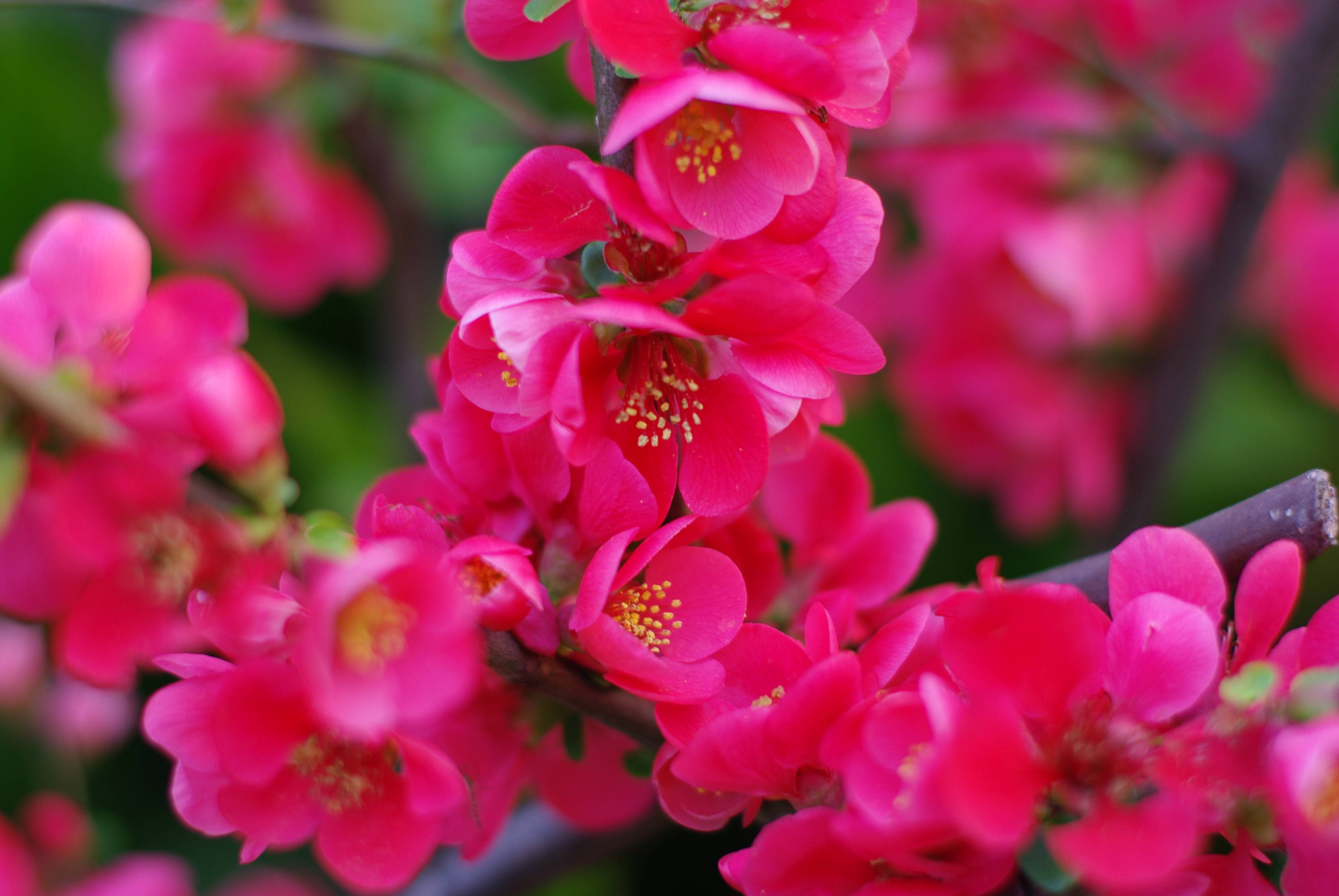 Фото бесплатно цветы, розовые цветы, ветки сакуры