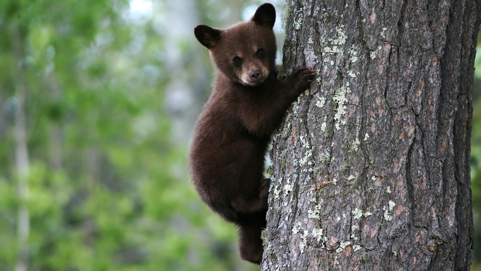 Wallpapers brown bear cub on a tree on the desktop