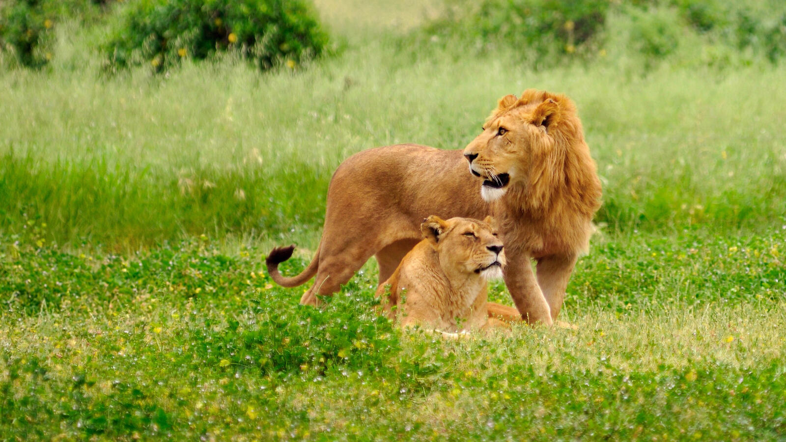 Обои лев львица хищники на рабочий стол