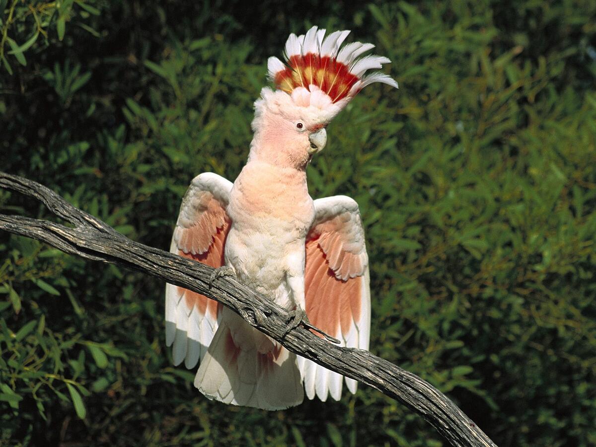An unusual parrot with a crest