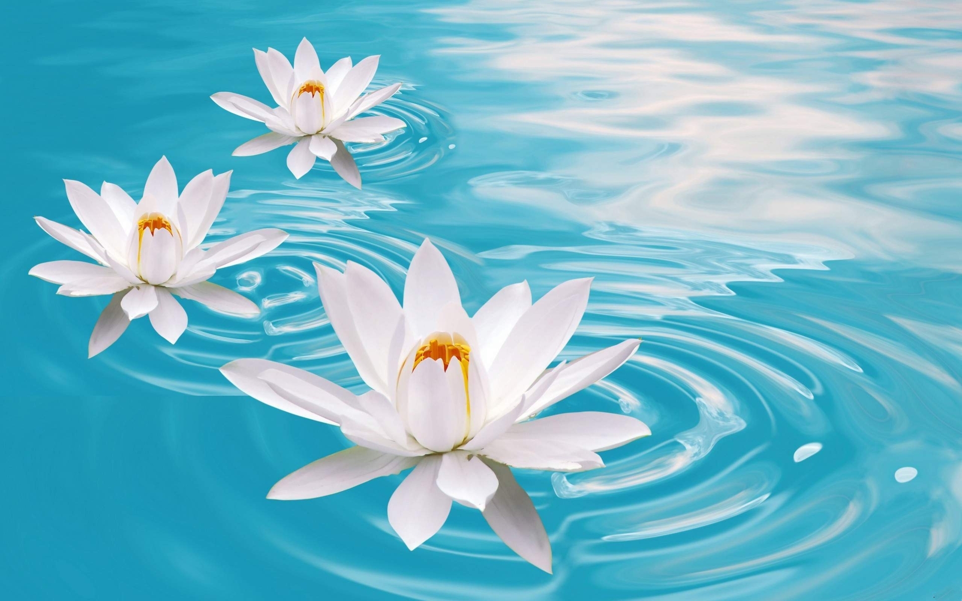 Wallpapers lotuses white petals on the desktop