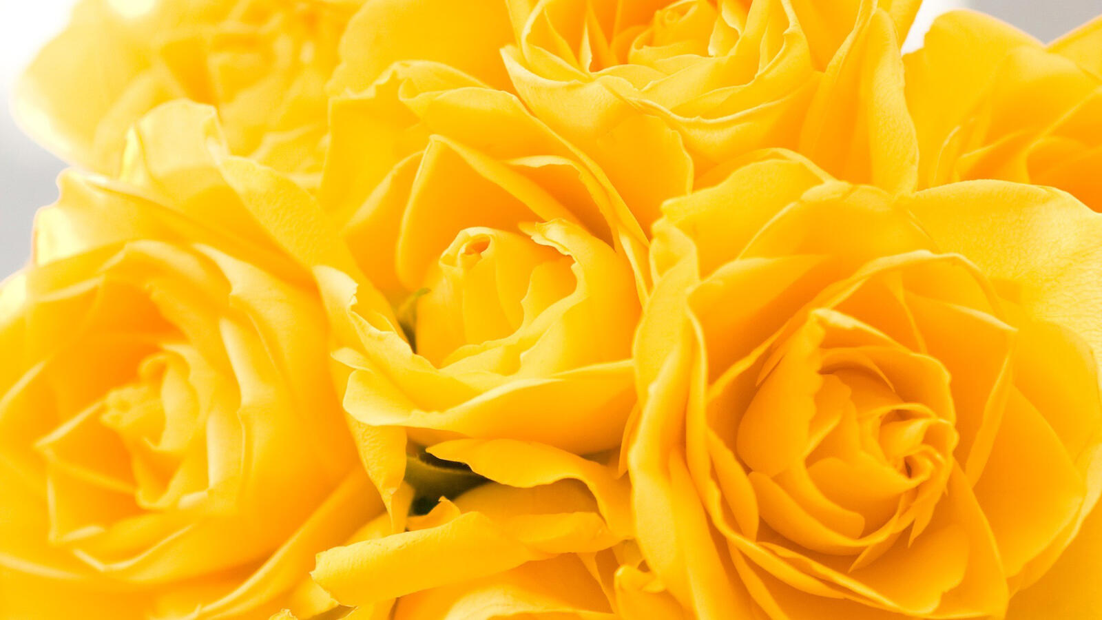 Wallpapers roses buds yellow on the desktop