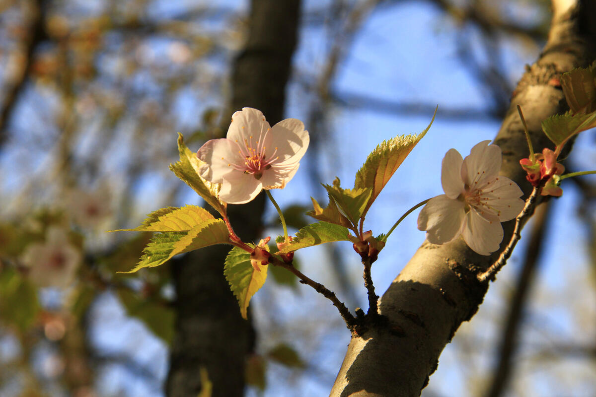 Free screensaver sakura, flowers, spring