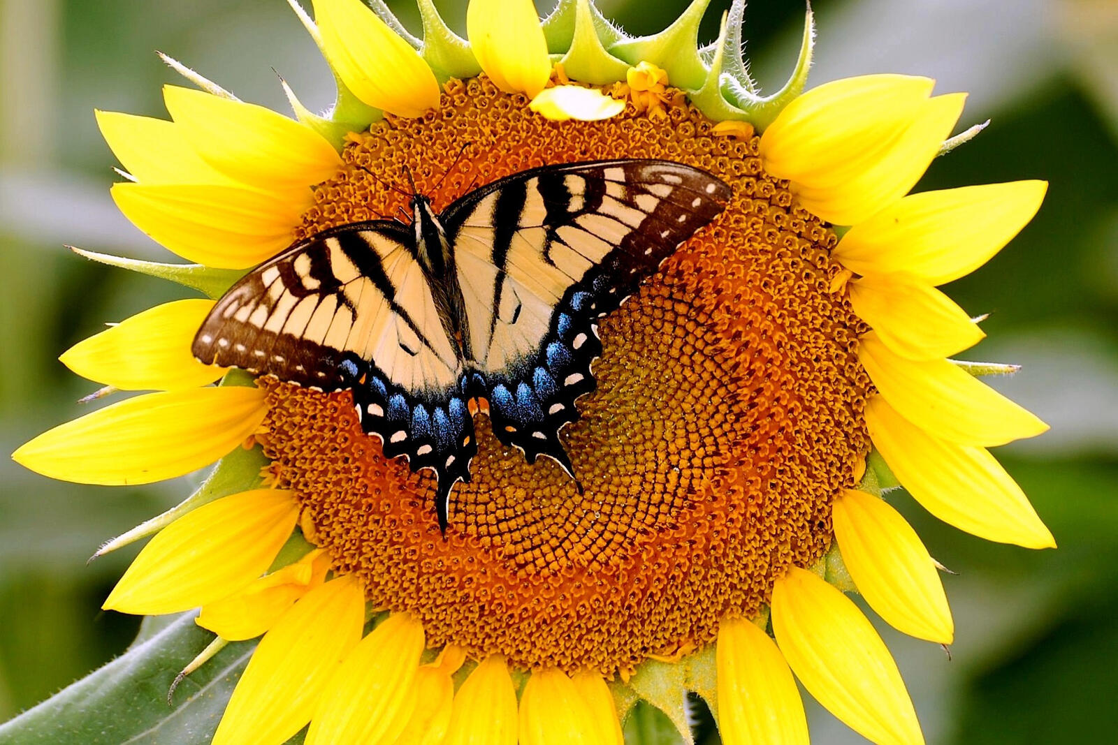 Wallpapers butterfly sunflower flower on the desktop
