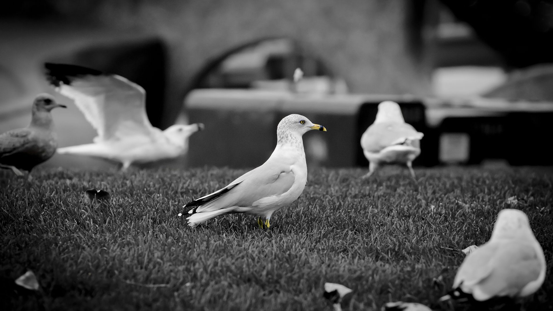 Фото бесплатно чайка, белая, крылья