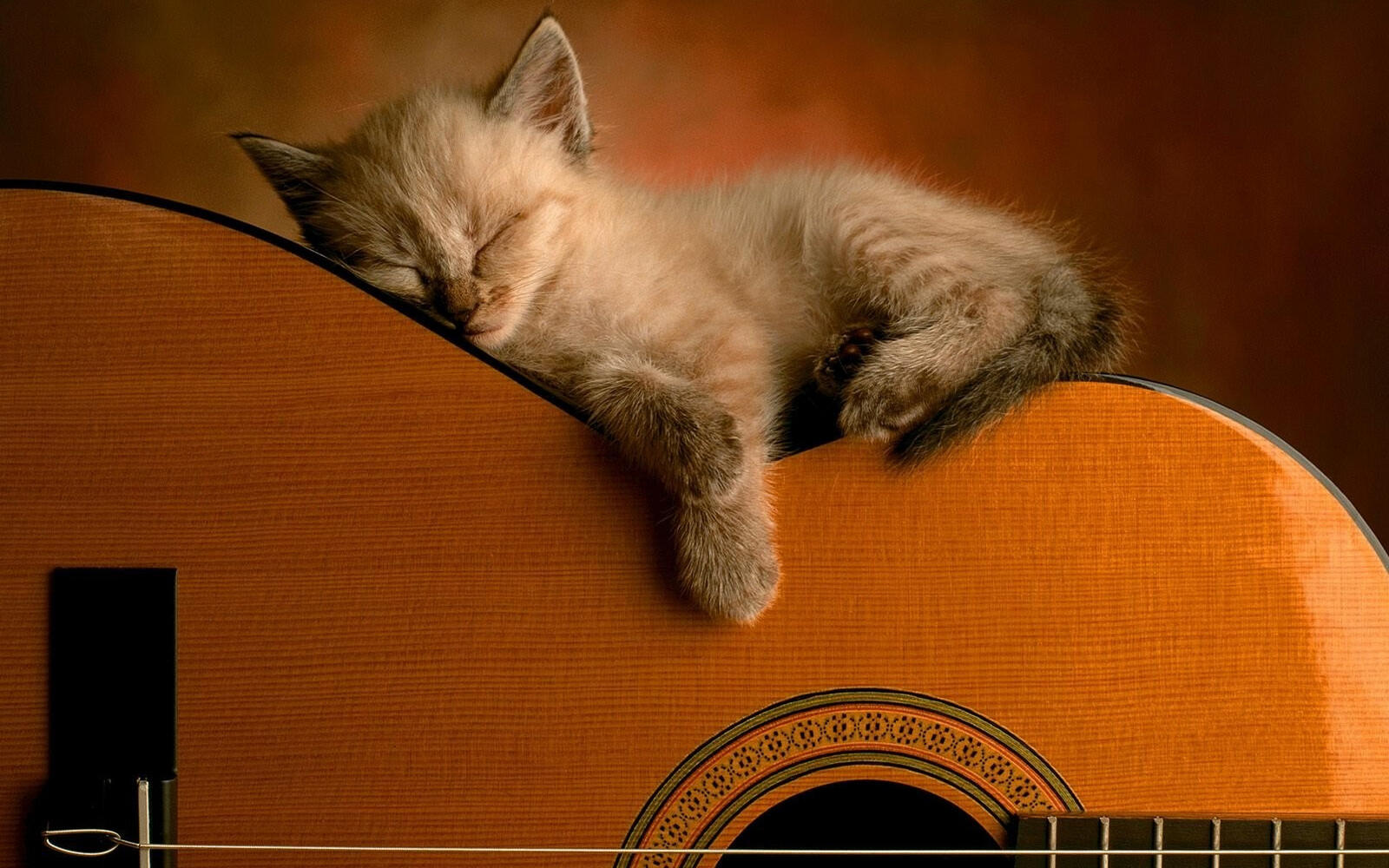 桌面上的壁纸小猫 吉他 睡眠