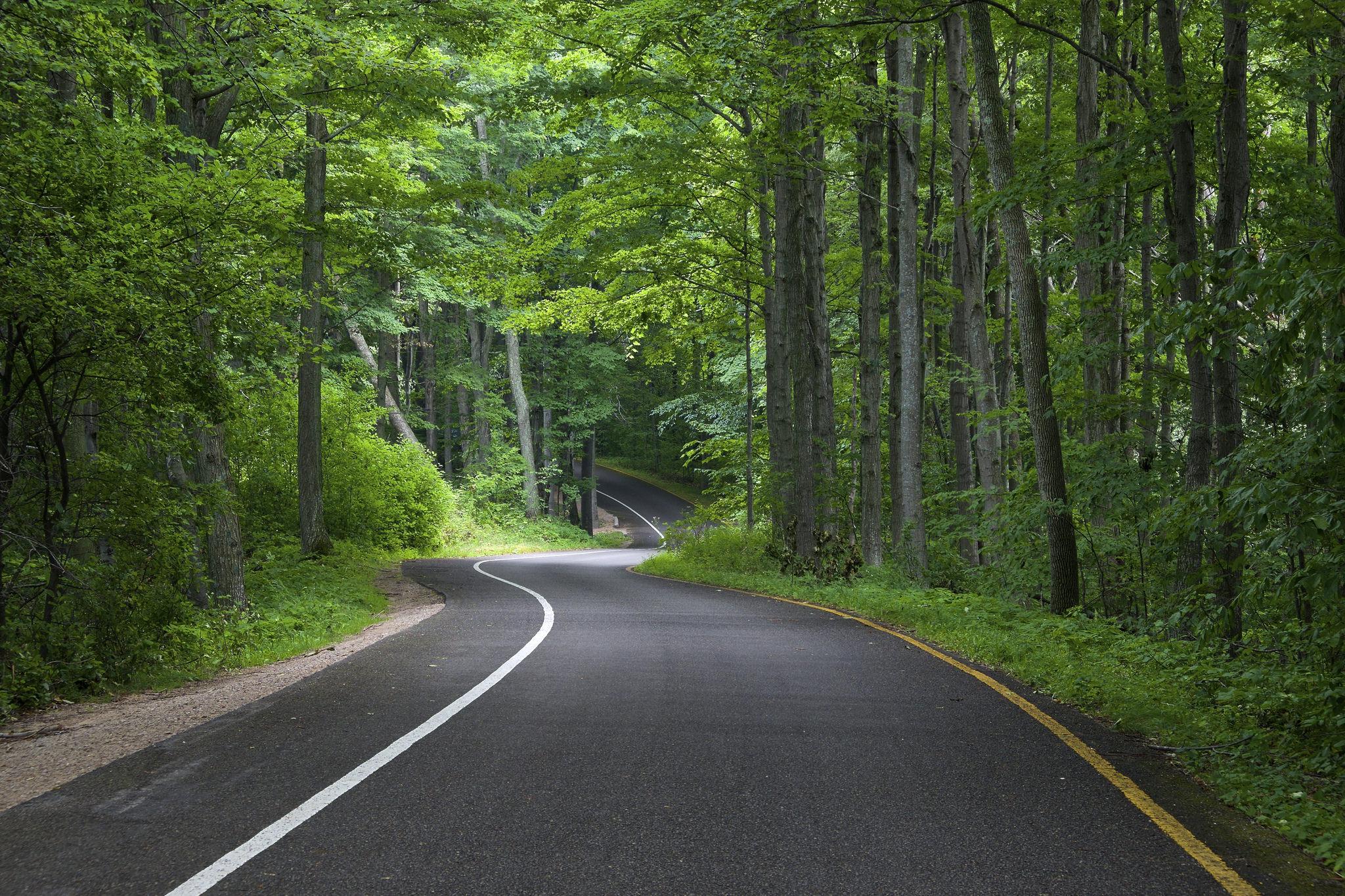 U roads. Дорога в лесу. Лесная дорога. Природа лес дорога. Лес у дороги.