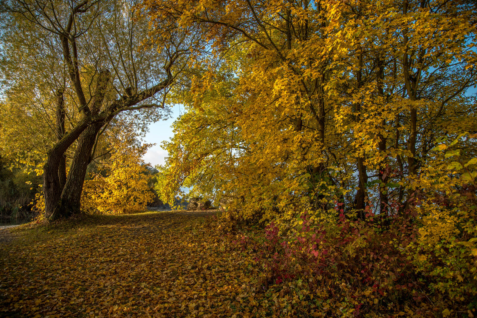 Wallpapers park autumn forest yellow foliage on the desktop