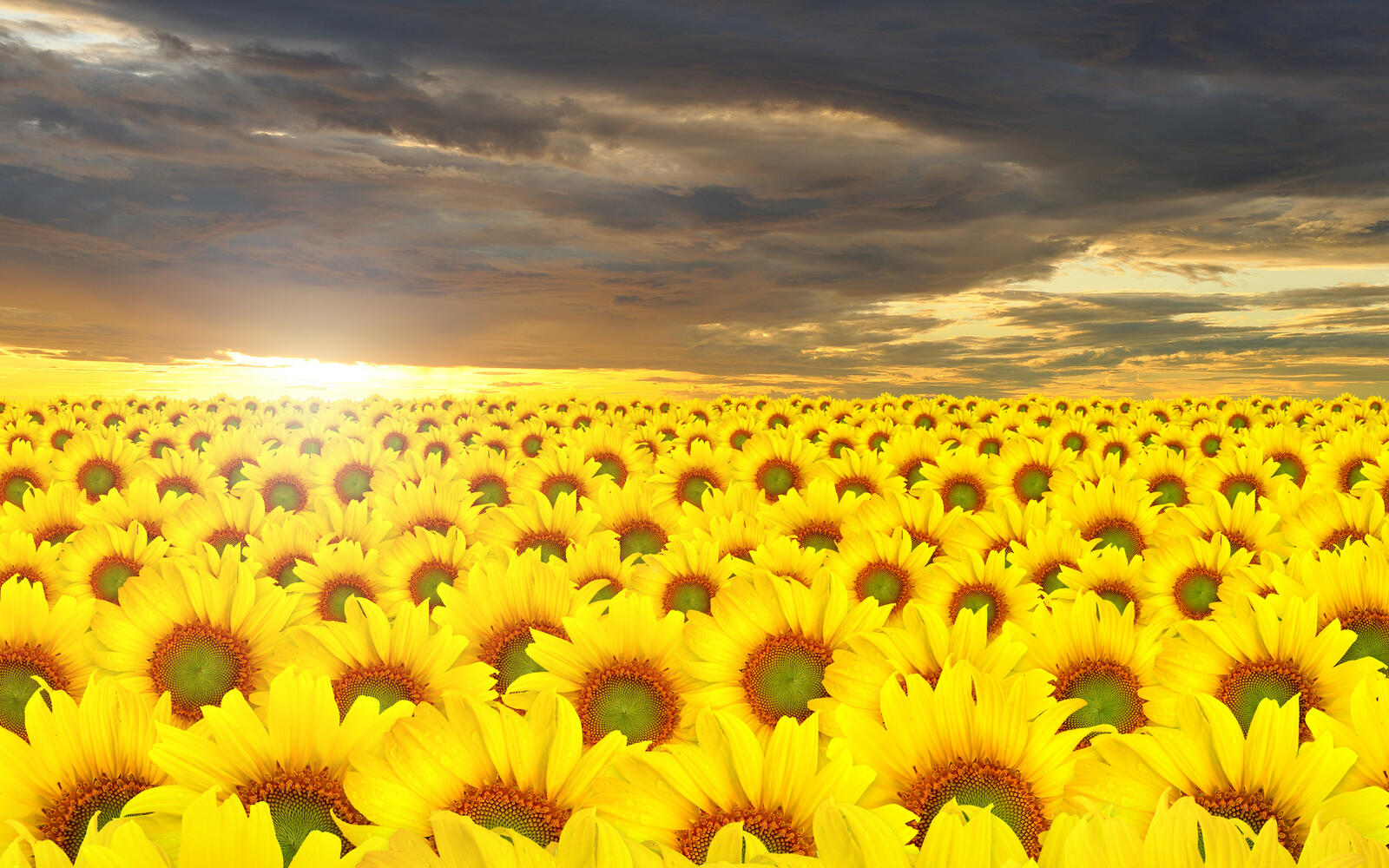 Wallpapers field sunflower sky on the desktop