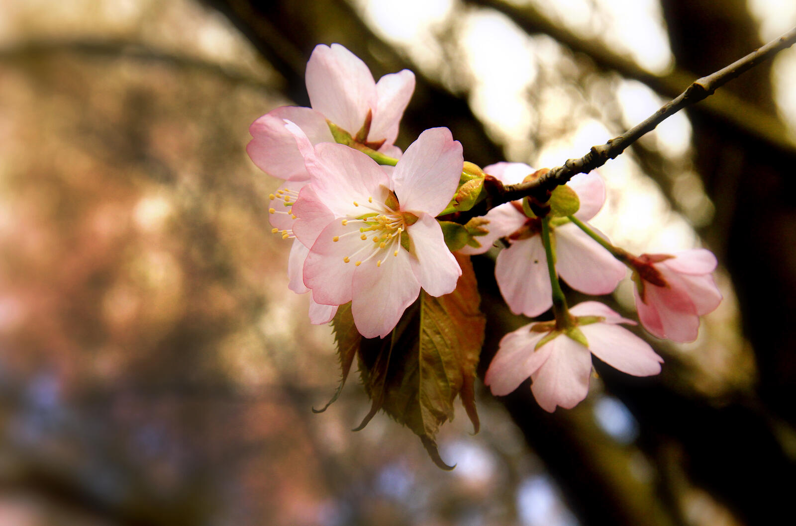 Обои цветы сакура весна на рабочий стол