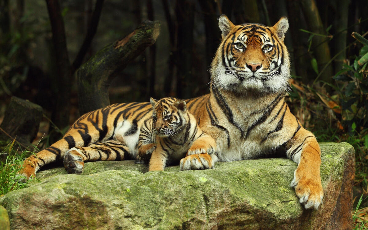 Мама тигрица с малышом