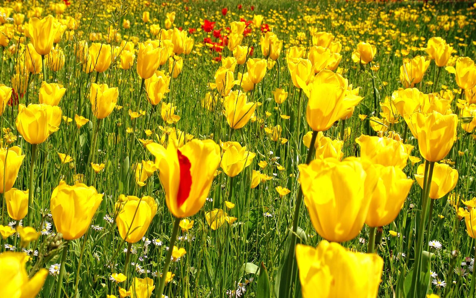Wallpapers field tulips yellow on the desktop
