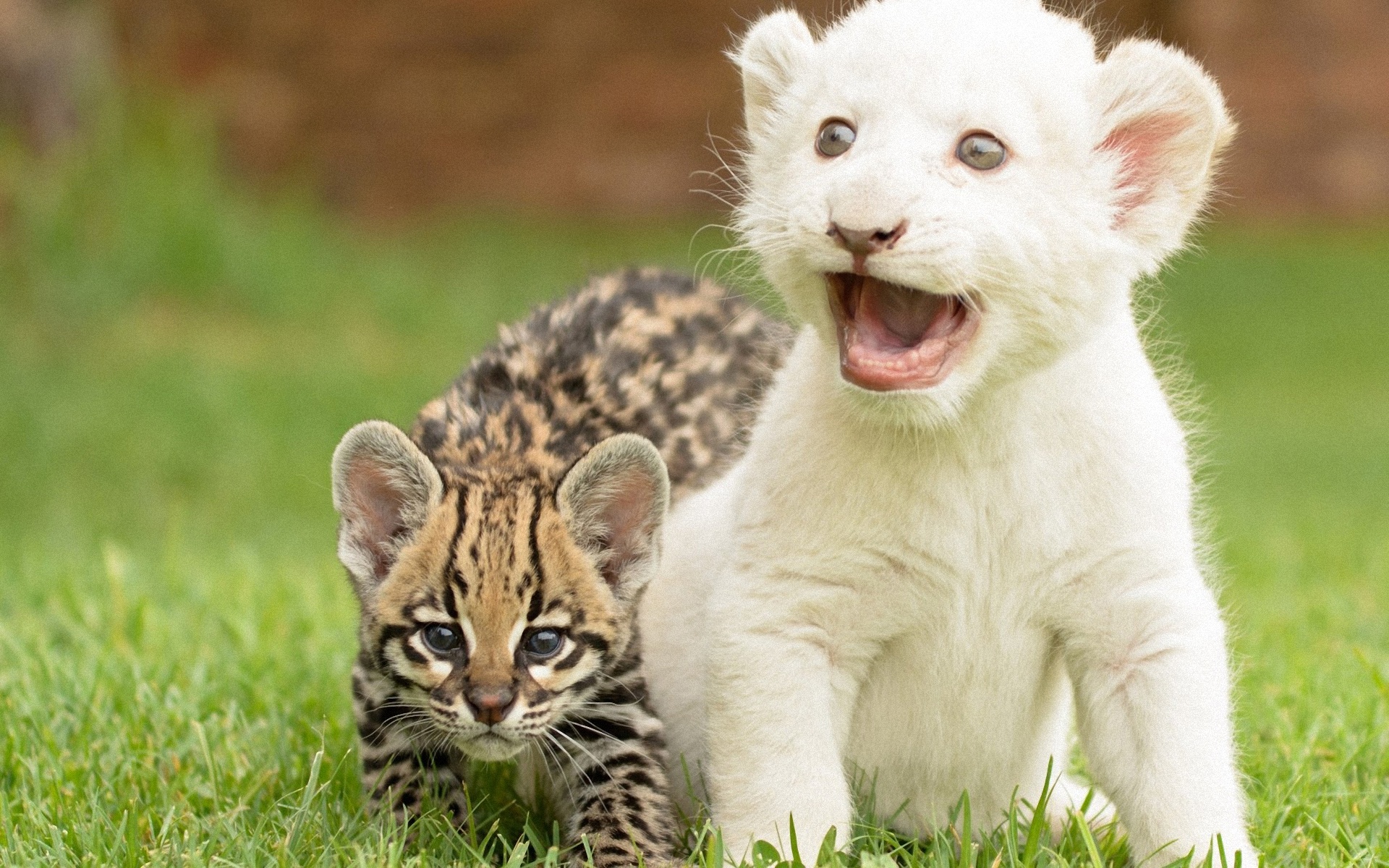 Wallpapers tiger cheetah kittens on the desktop