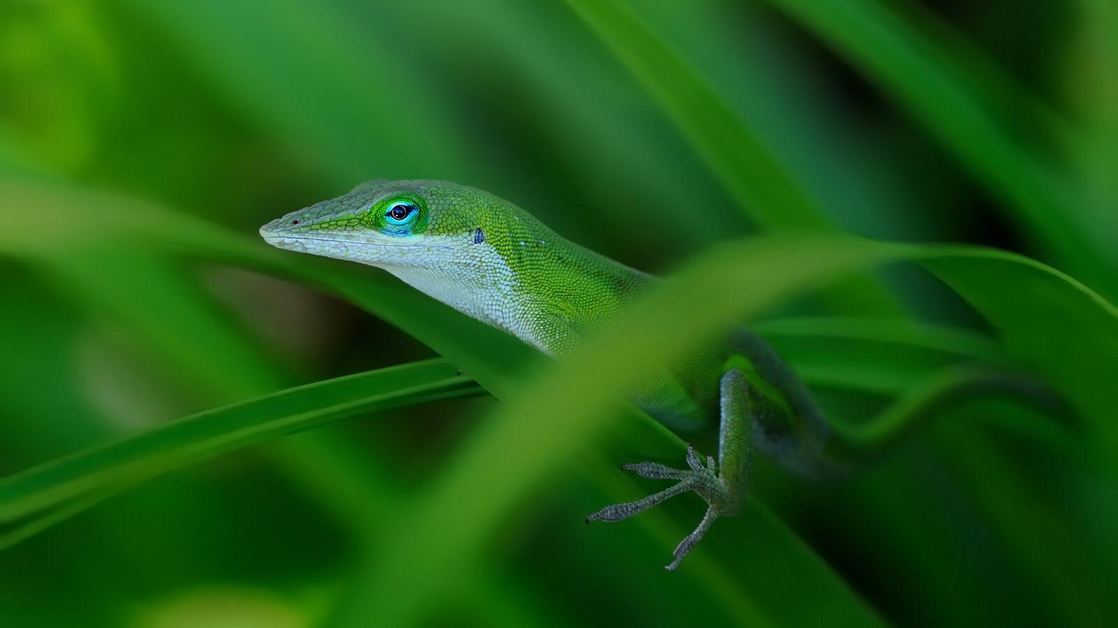 Wallpapers lizard grass green on the desktop
