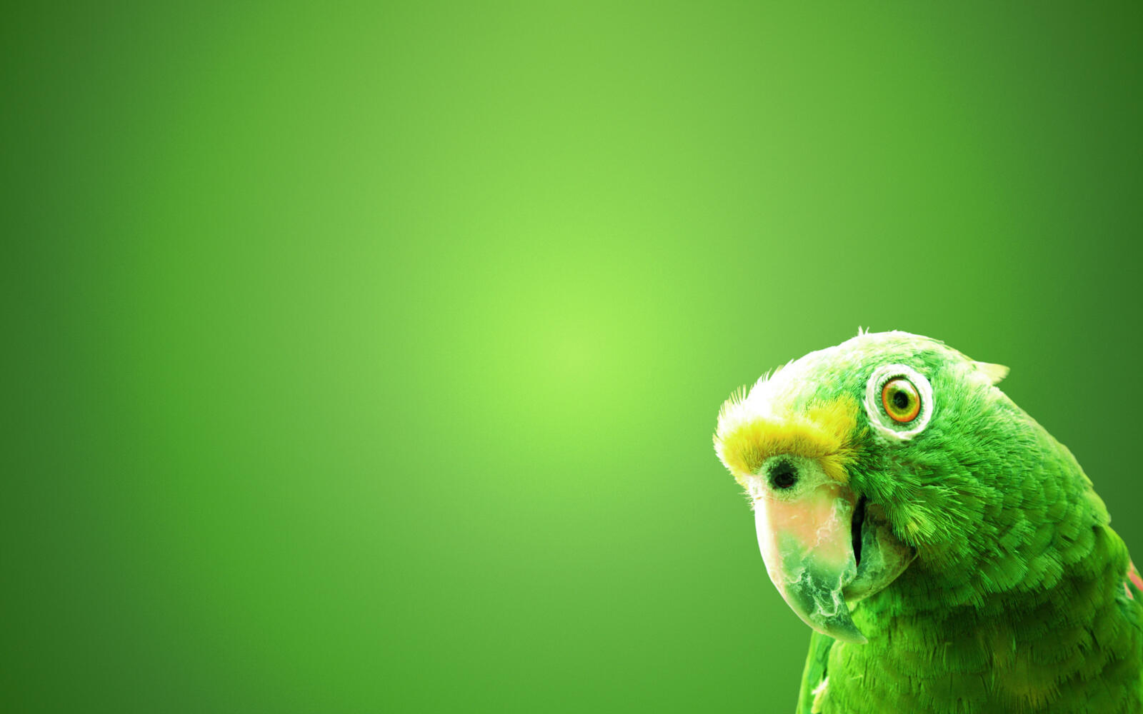 Обои попугай зеленый фон на рабочий стол