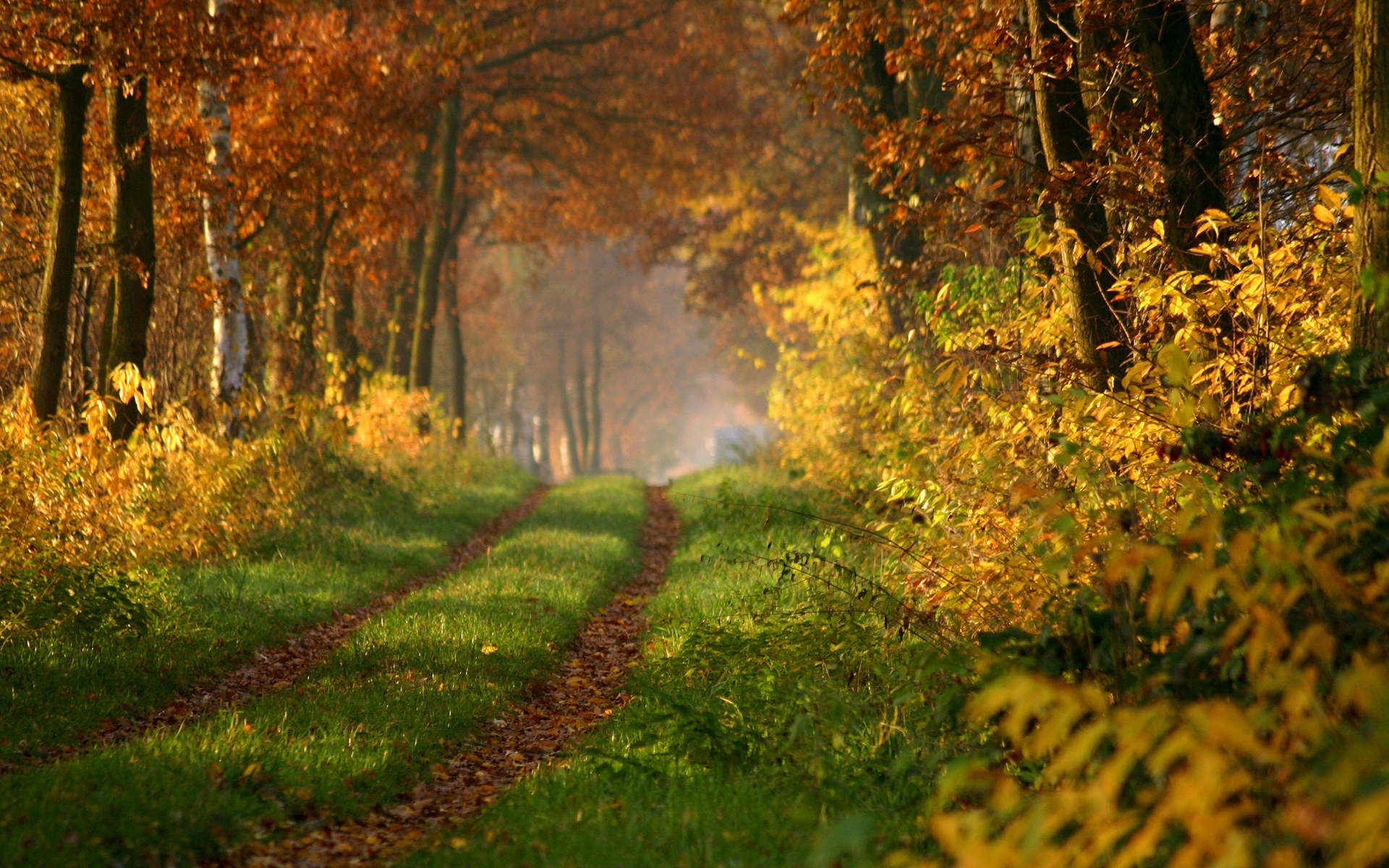 Обои дорога лес осень на рабочий стол