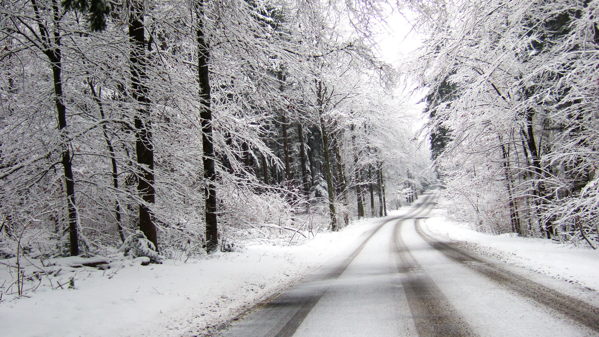 免费照片林中路上的第一场雪