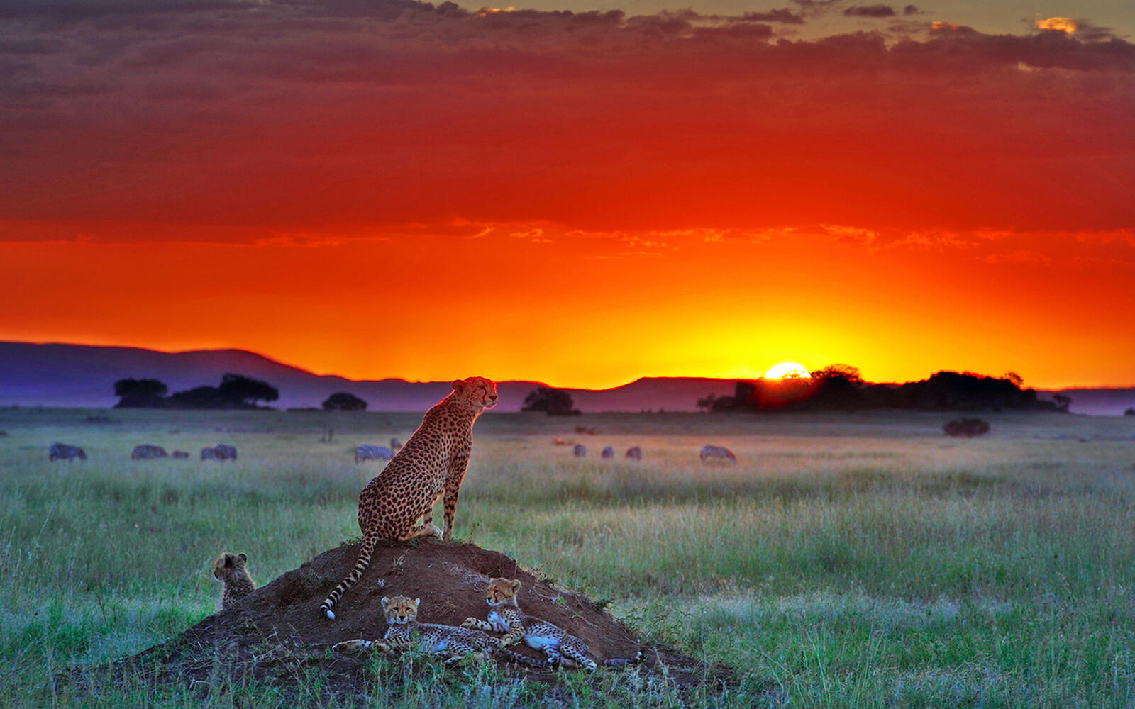 Wallpapers cheetahs savanna sunset on the desktop