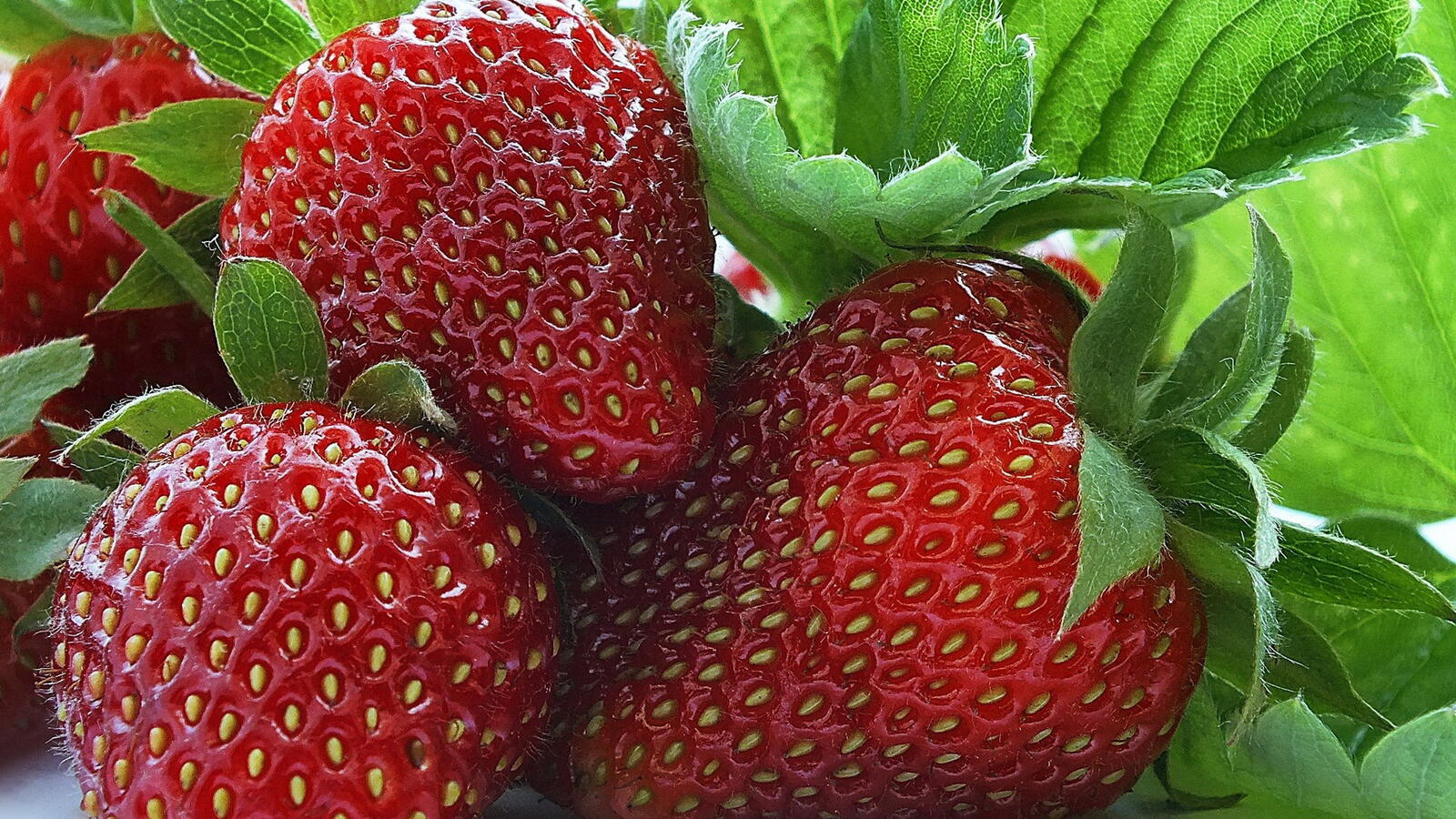Wallpapers strawberry close-up plan on the desktop
