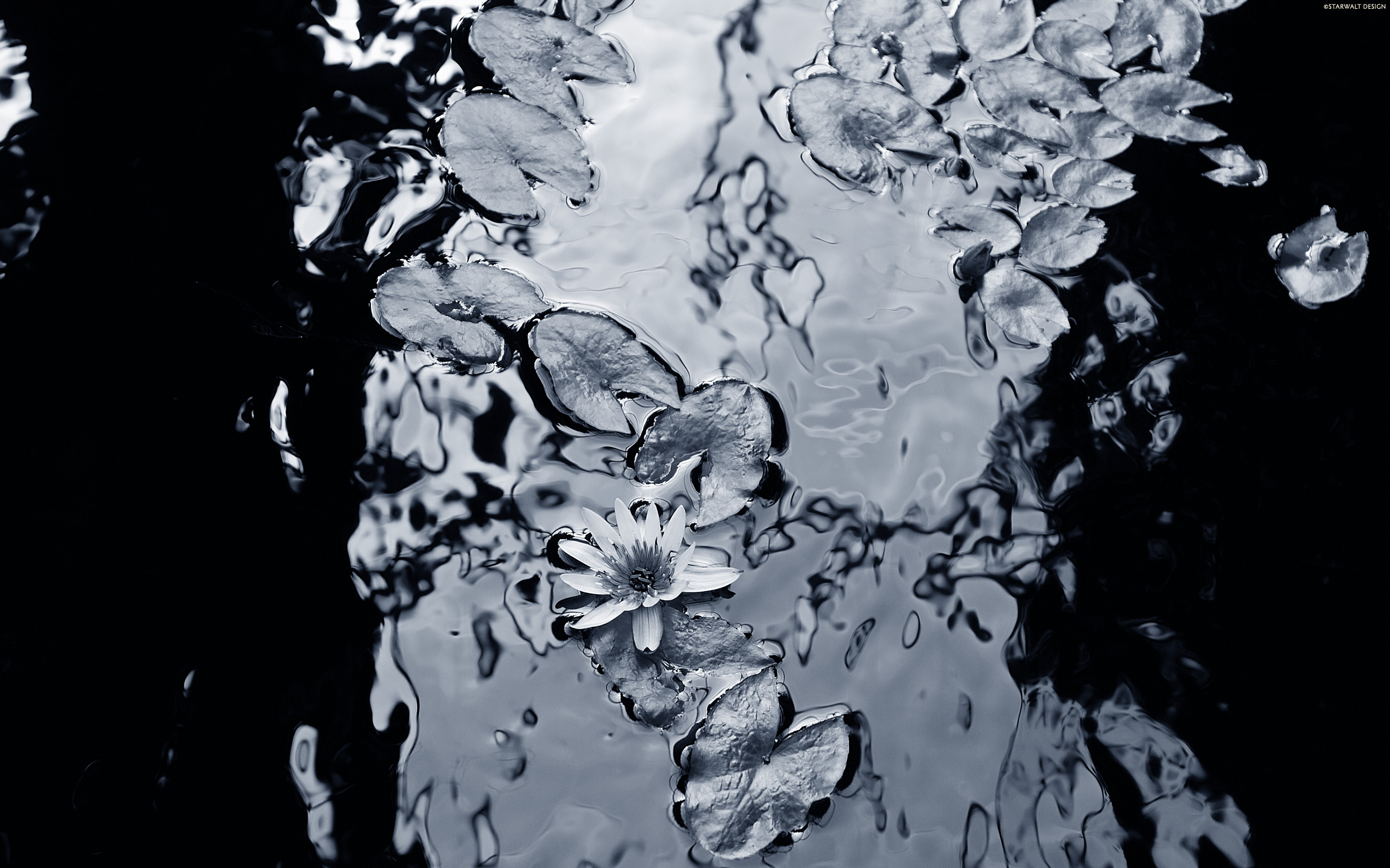 Фото бесплатно кристальная вода, лилии, поток