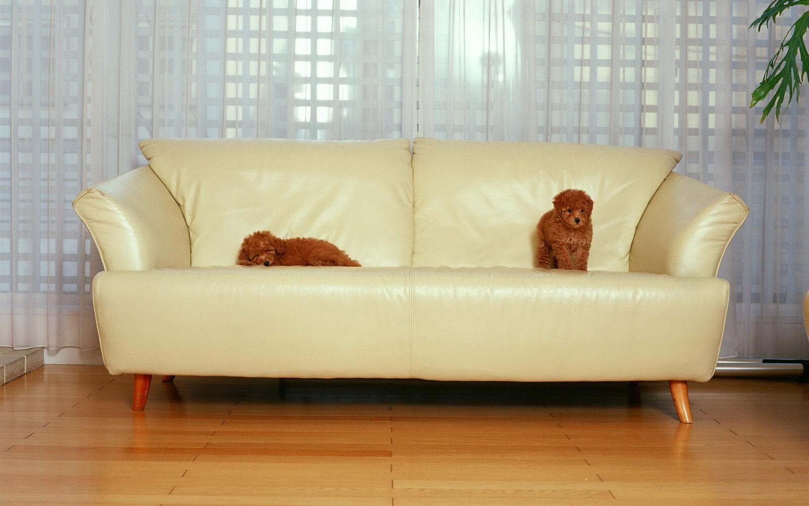 Wallpapers puppies red sofa on the desktop
