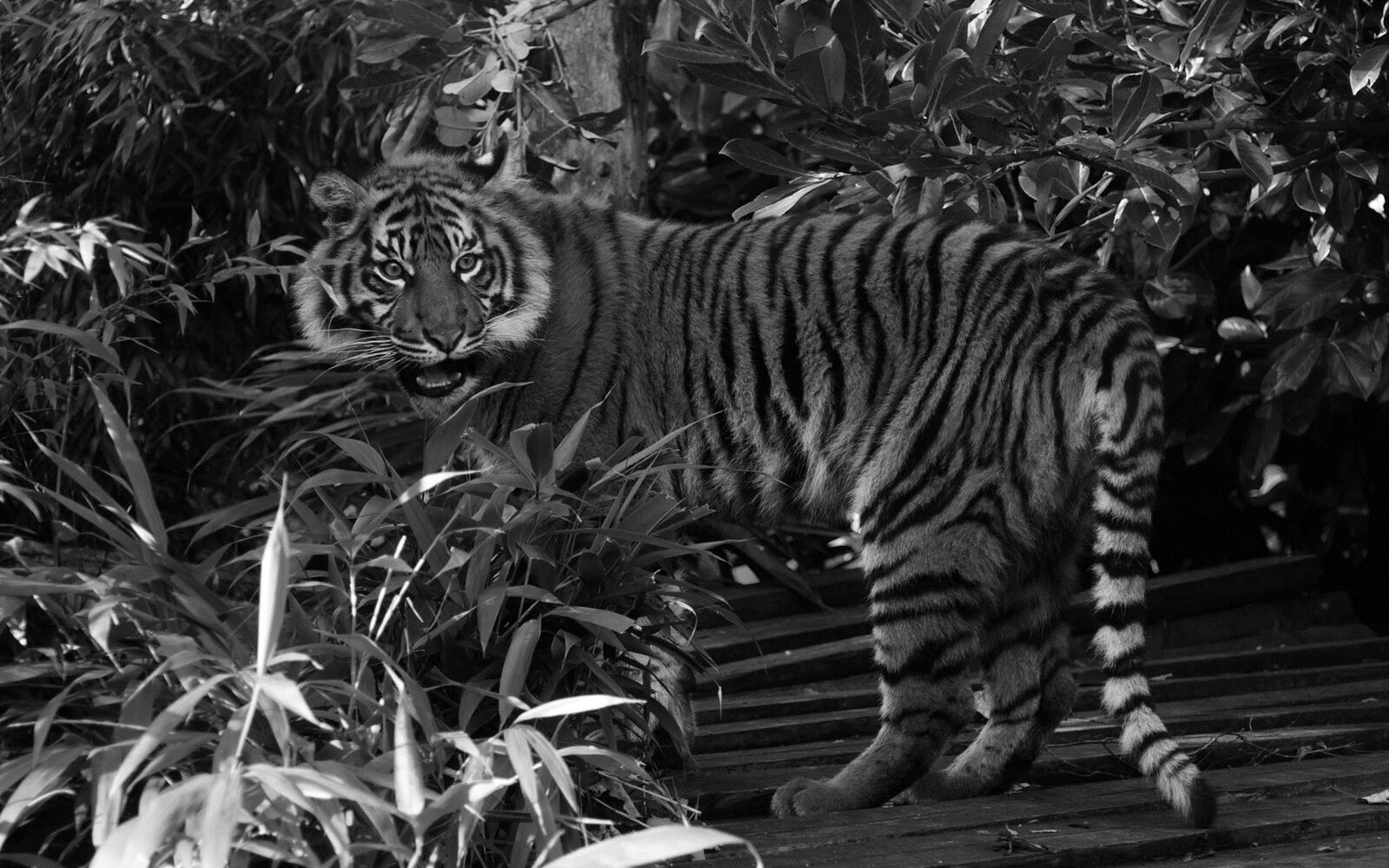 Wallpapers tiger striped predator on the desktop