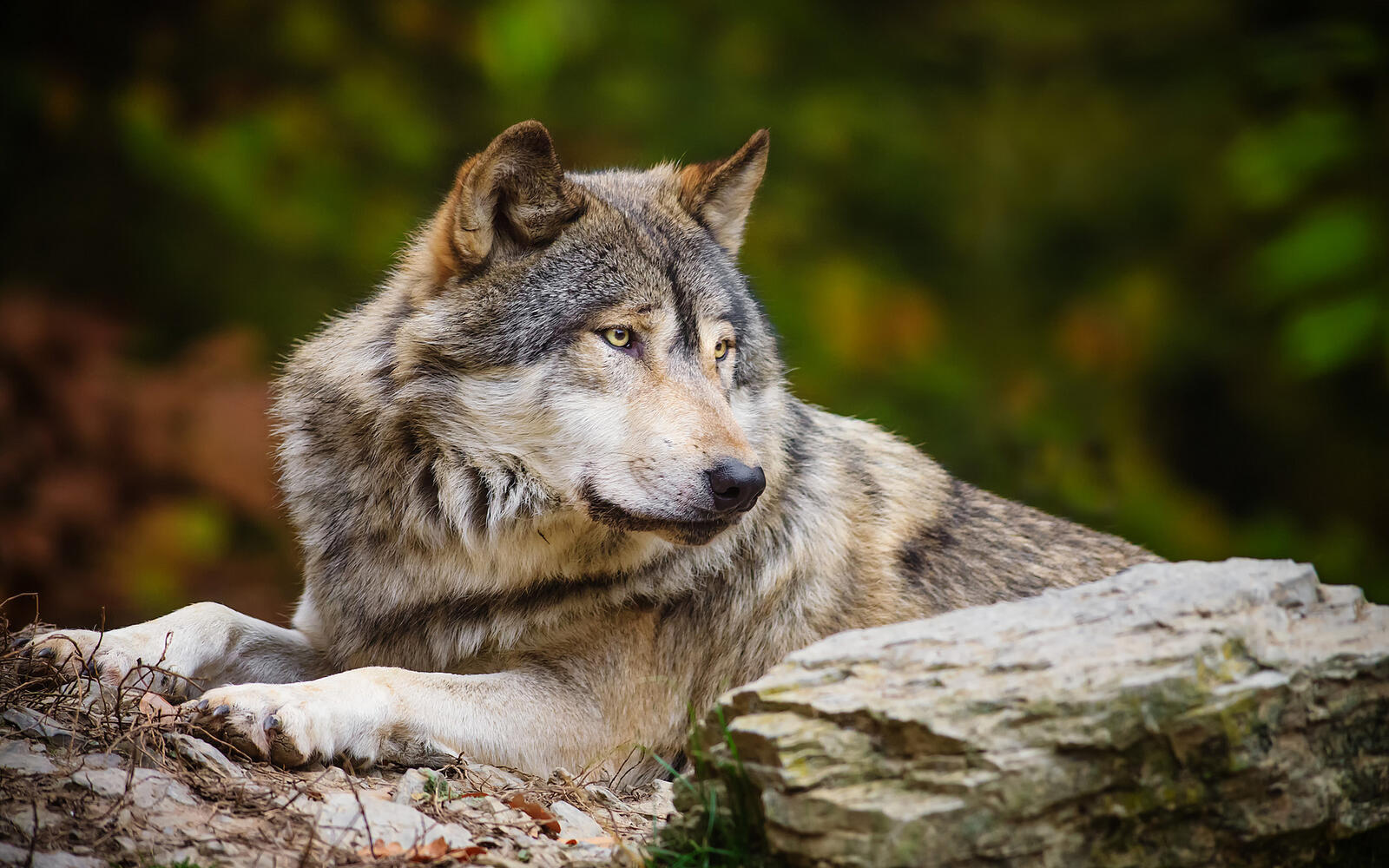 Обои волк возле камня камень wolf на рабочий стол